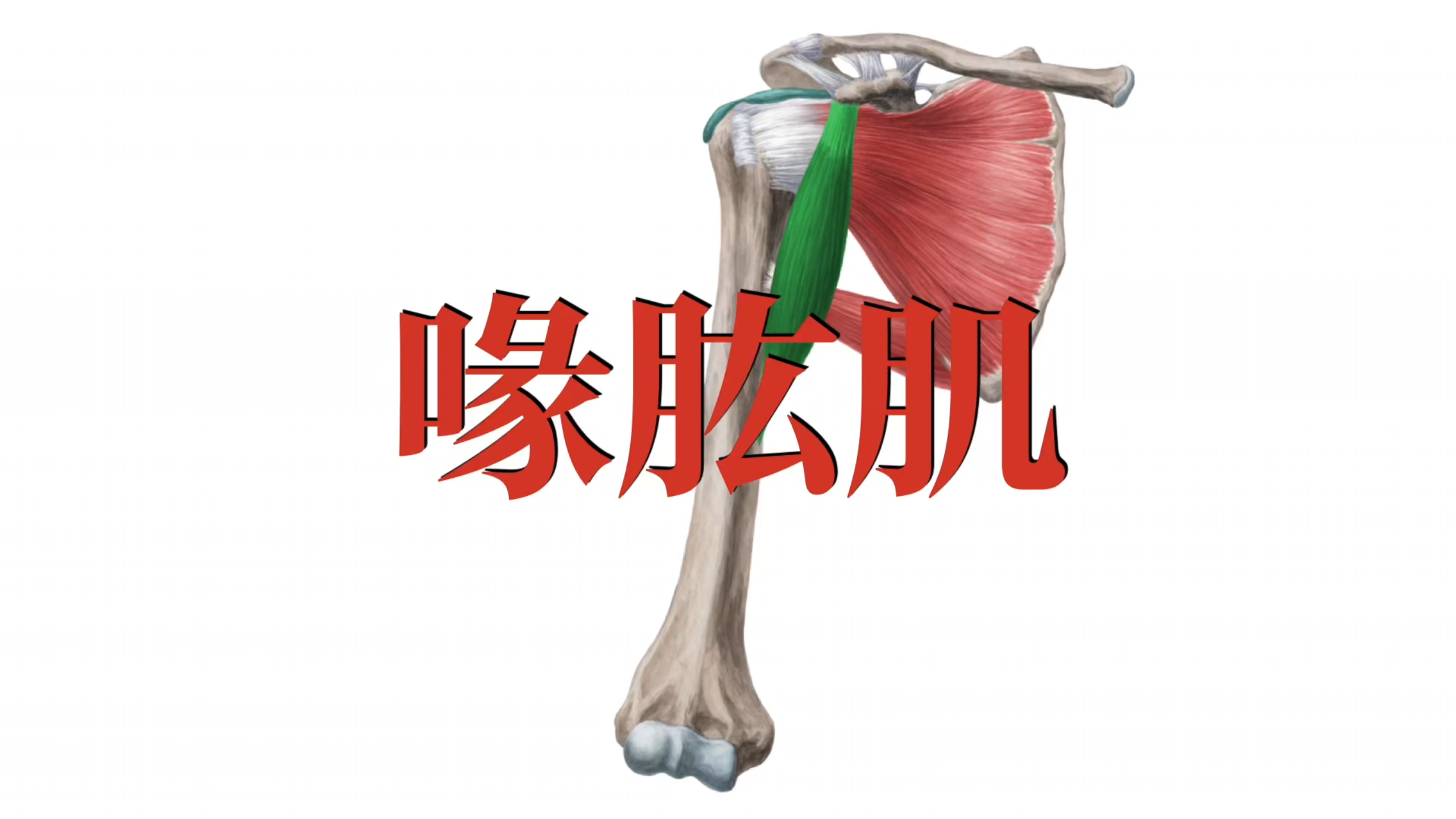 肌肉功能解剖|喙肱肌