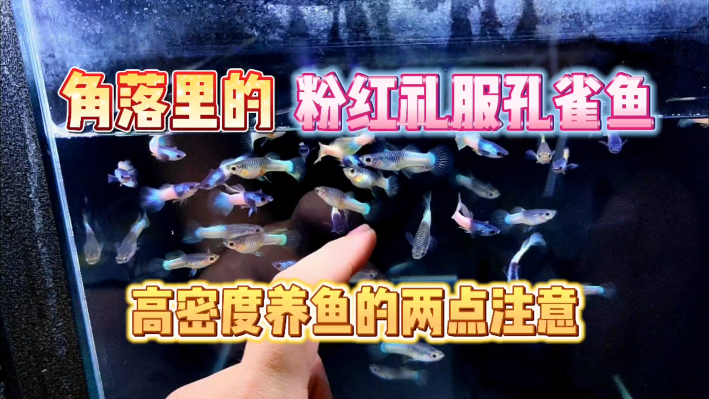 角落里遗忘的粉红礼服孔雀鱼,高密度养鱼需注意好两个要点!
