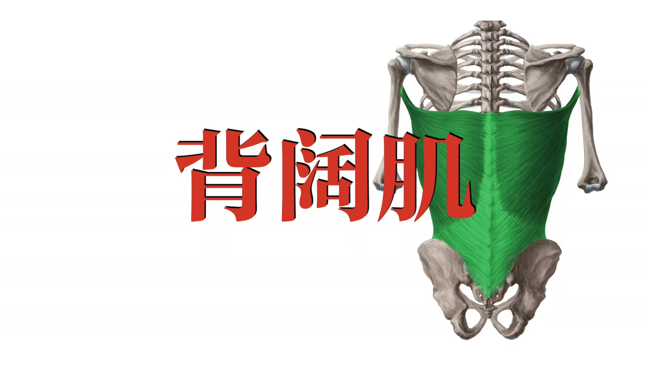 肌肉功能解剖|背阔肌