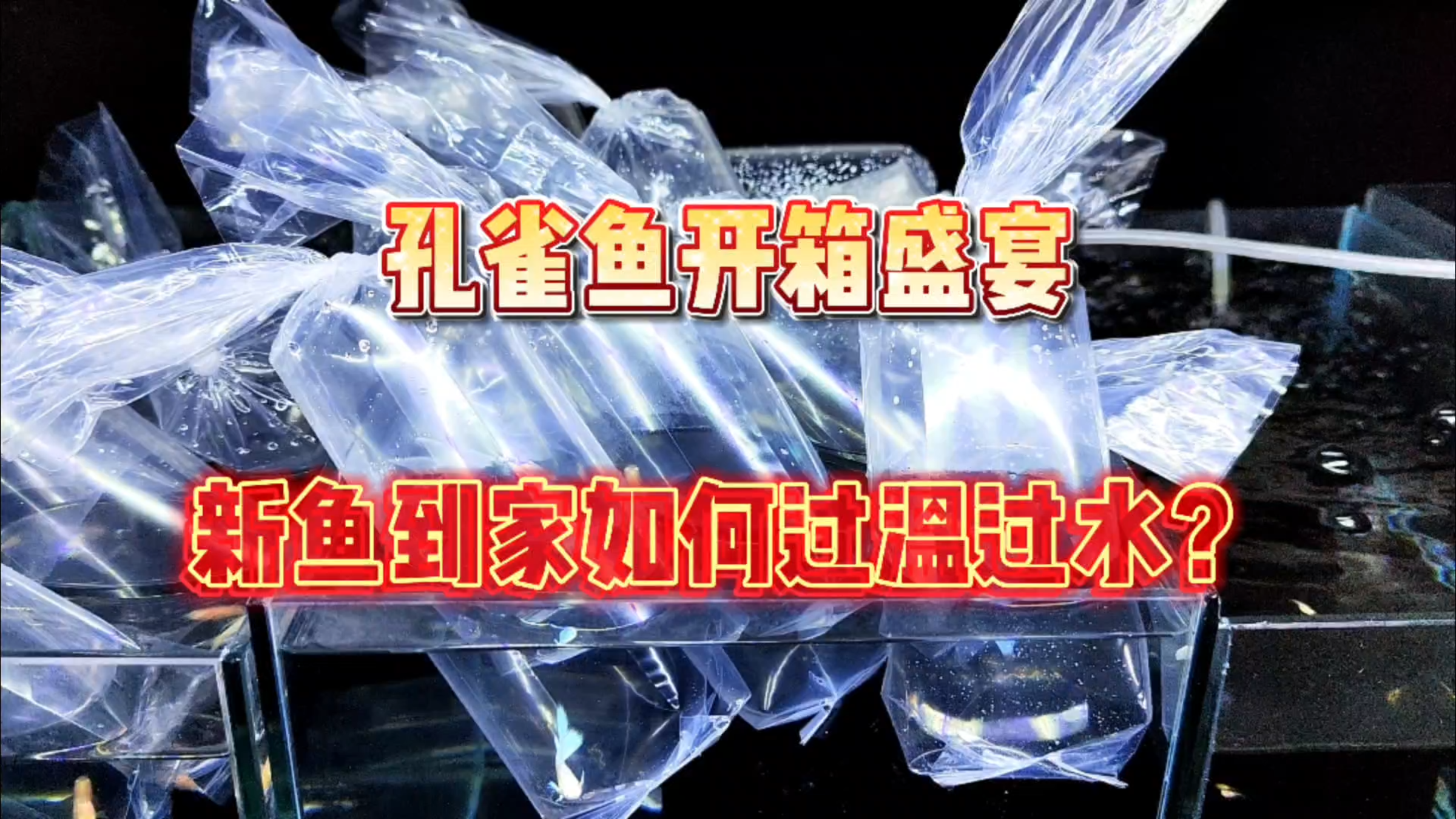 孔雀鱼开箱盛宴!分享一下新鱼到家如何过温过水!