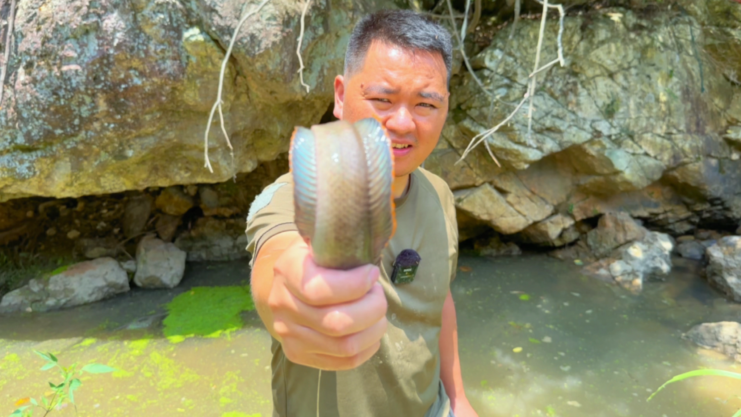在小水塘抽水捉鱼，第一次捉到彩虹雷龙鱼，太漂亮了