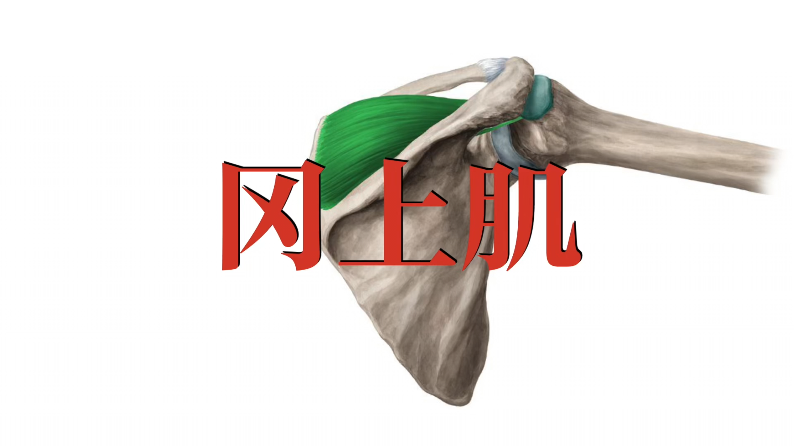 肌肉功能解剖|冈上肌