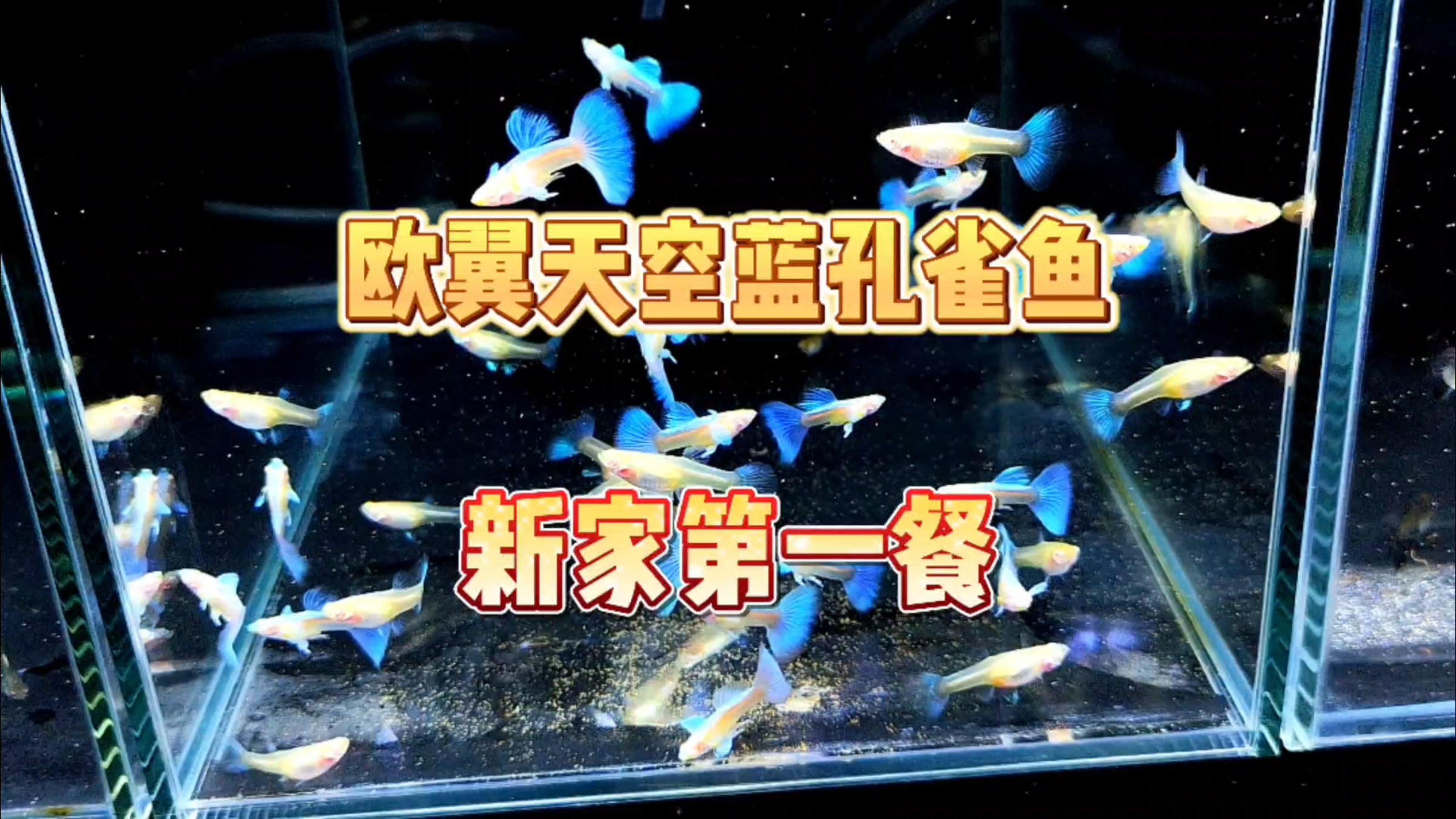 欧翼天空蓝孔雀鱼到新家的第一餐!新鲜的丰年虾安排上!