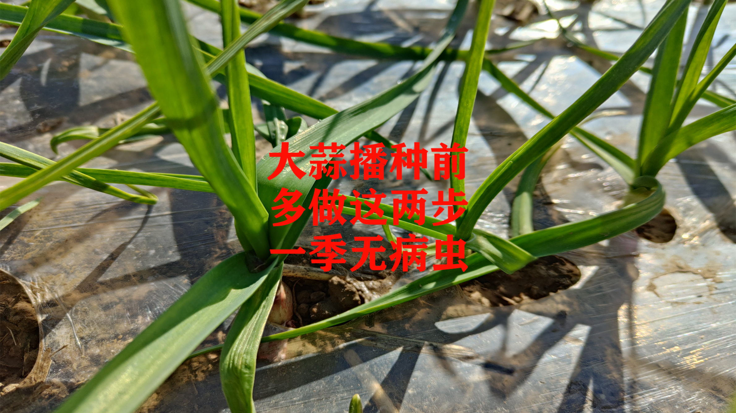 大蒜播种前,多做这两步,能管整个苗期无病虫
