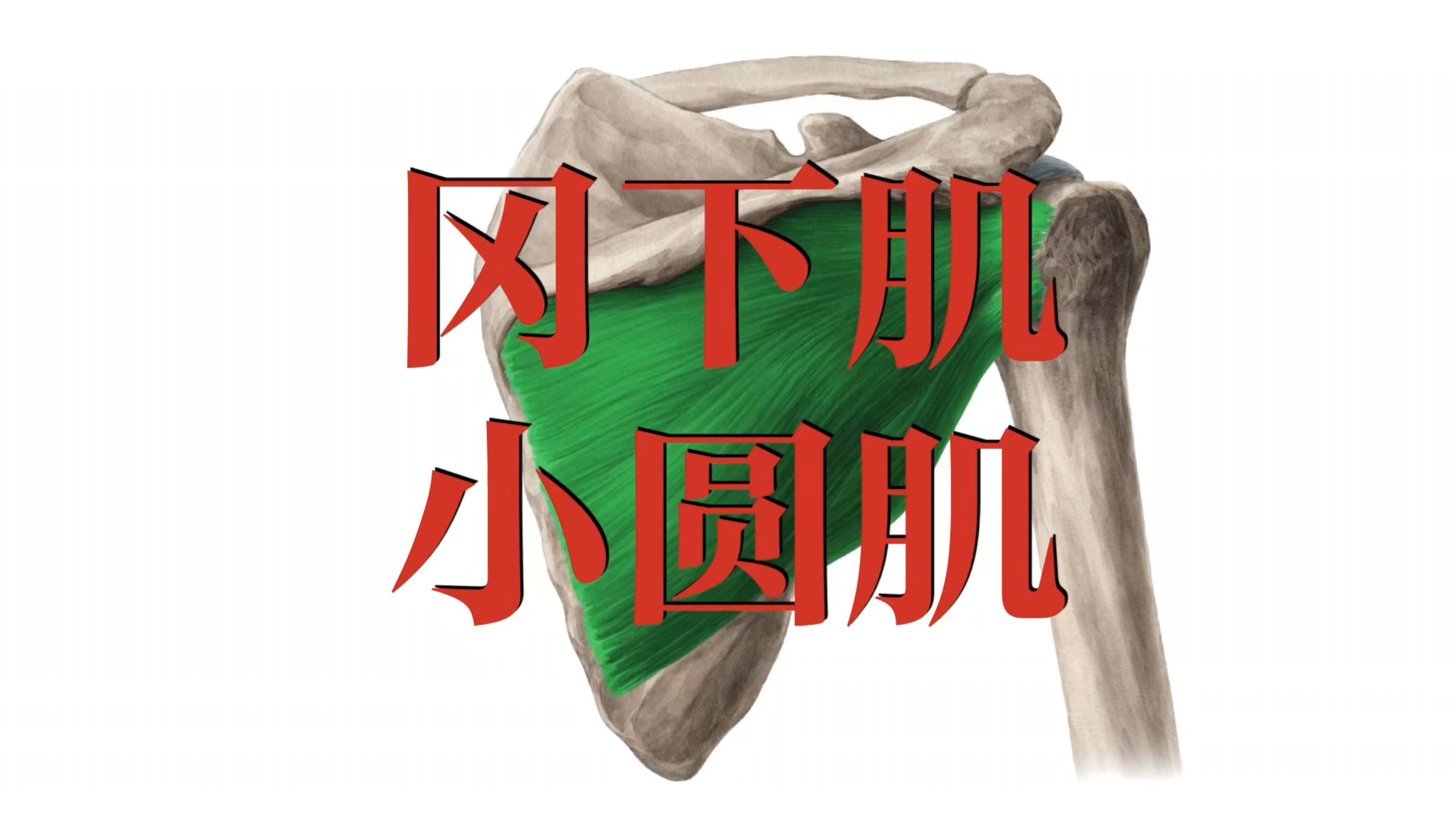 肌肉功能解剖|冈下肌小圆肌