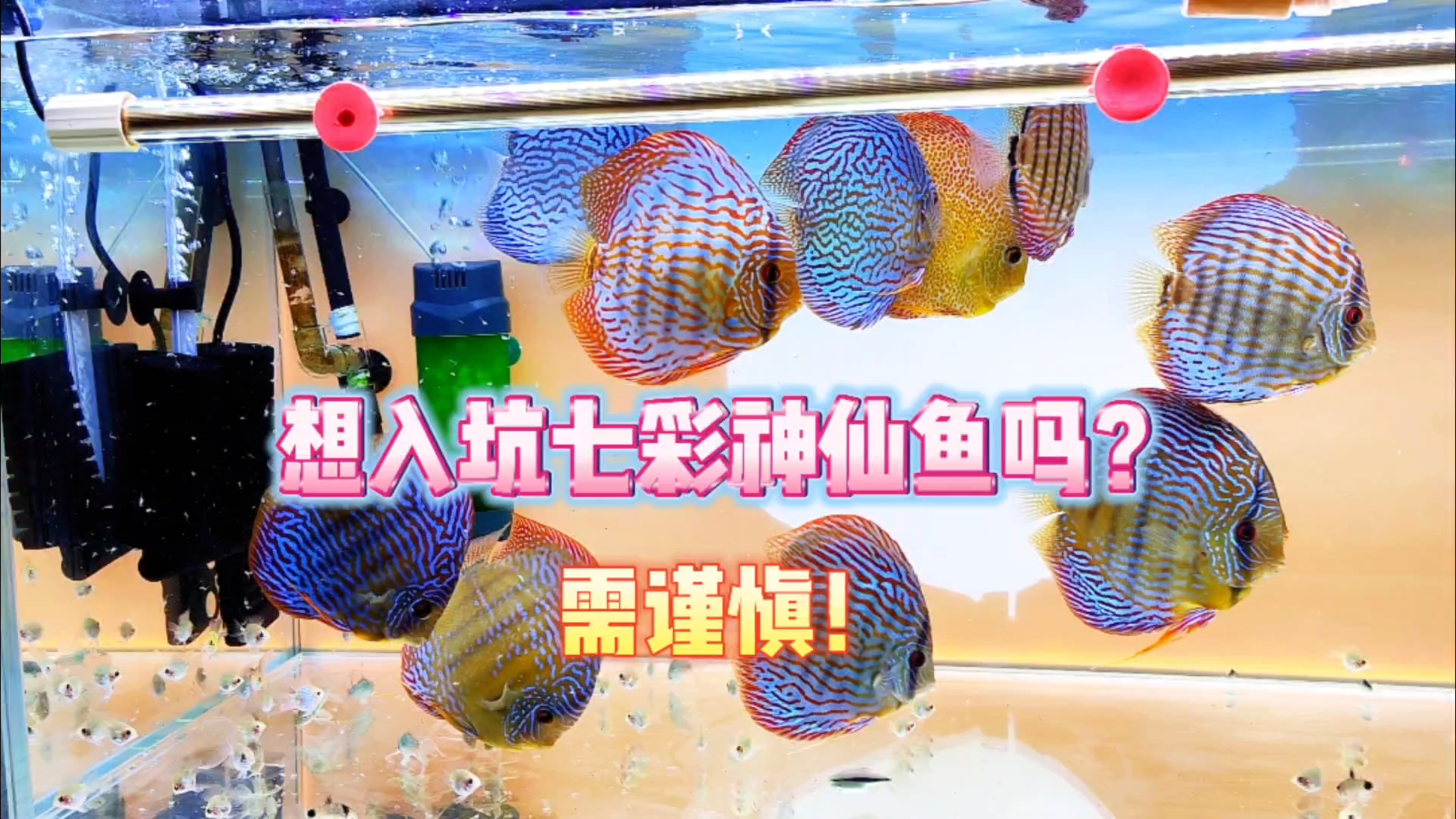 想入坑七彩神仙鱼的朋友们，谨慎考虑！