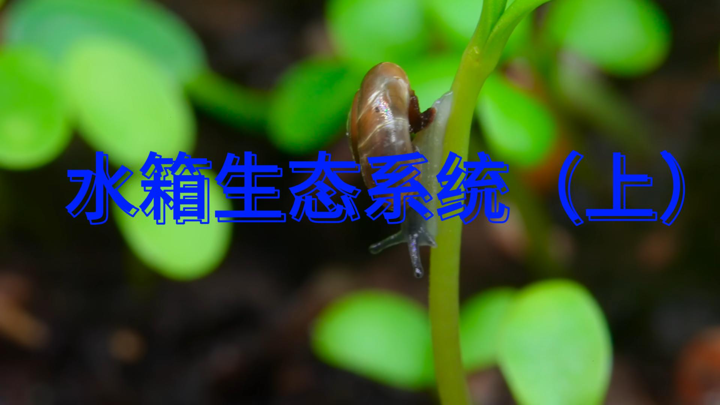 100天在鱼缸建立生态系统(上)