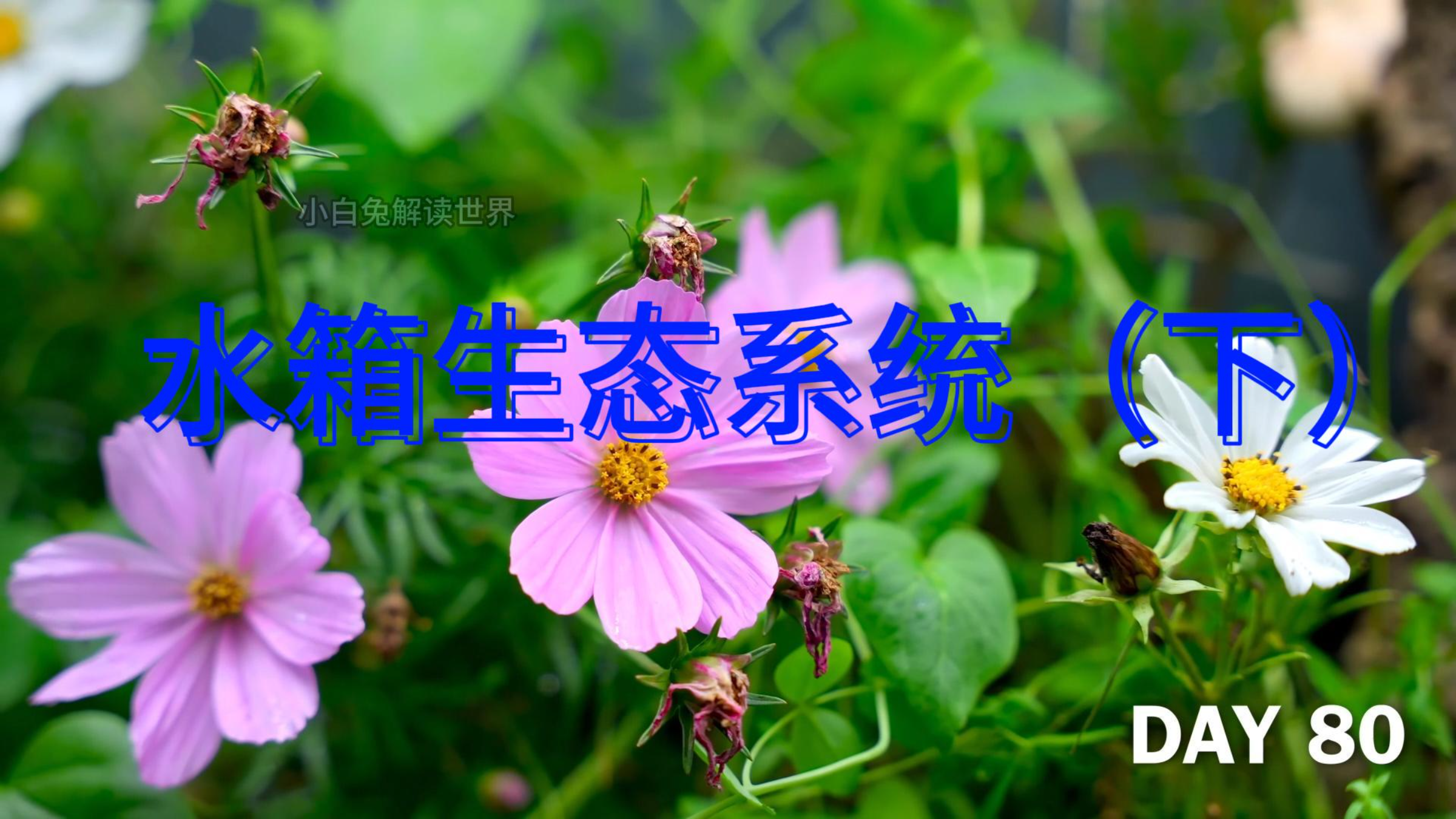 100天在鱼缸建立生态系统(下)