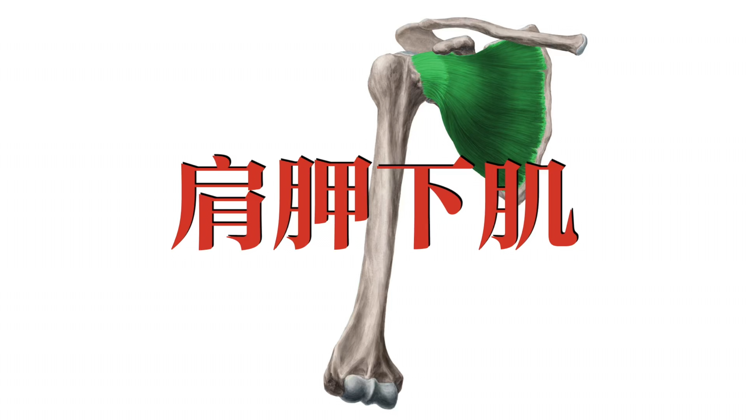 肌肉功能解剖|肩胛下肌