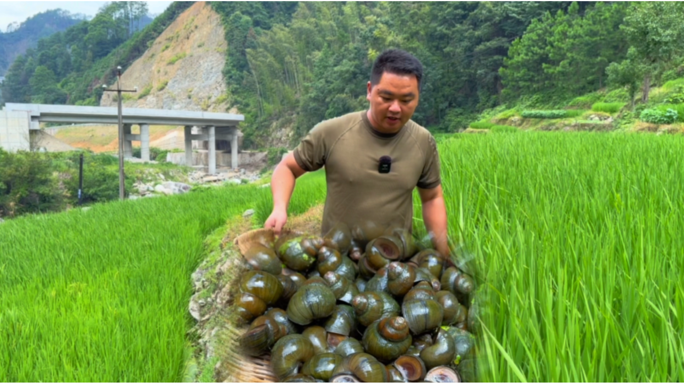 今天来田里看一下鱼苗长多大了,顺便捡点田螺回去烧烤,太美味了