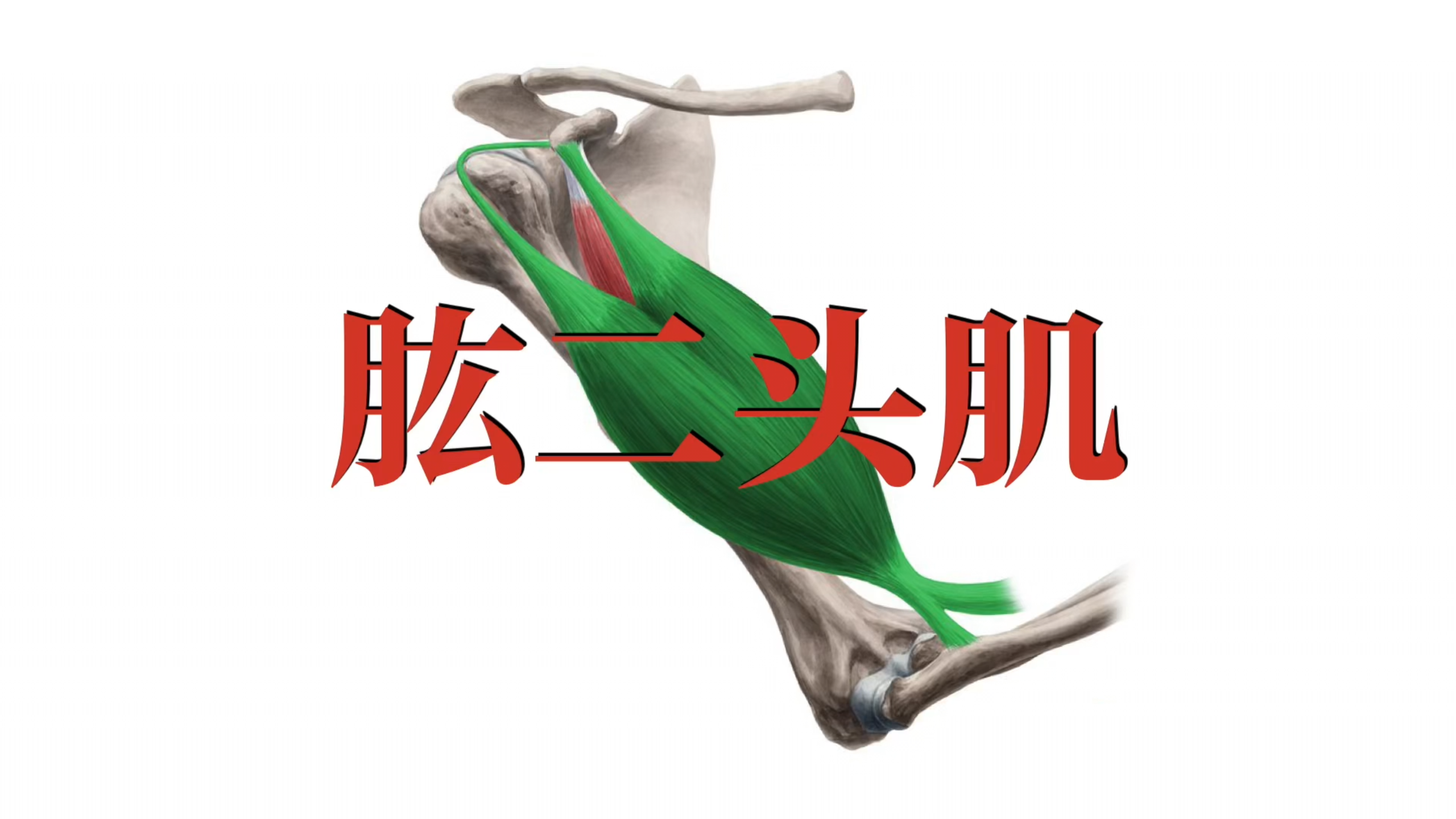 肌肉功能解剖|肱二头肌