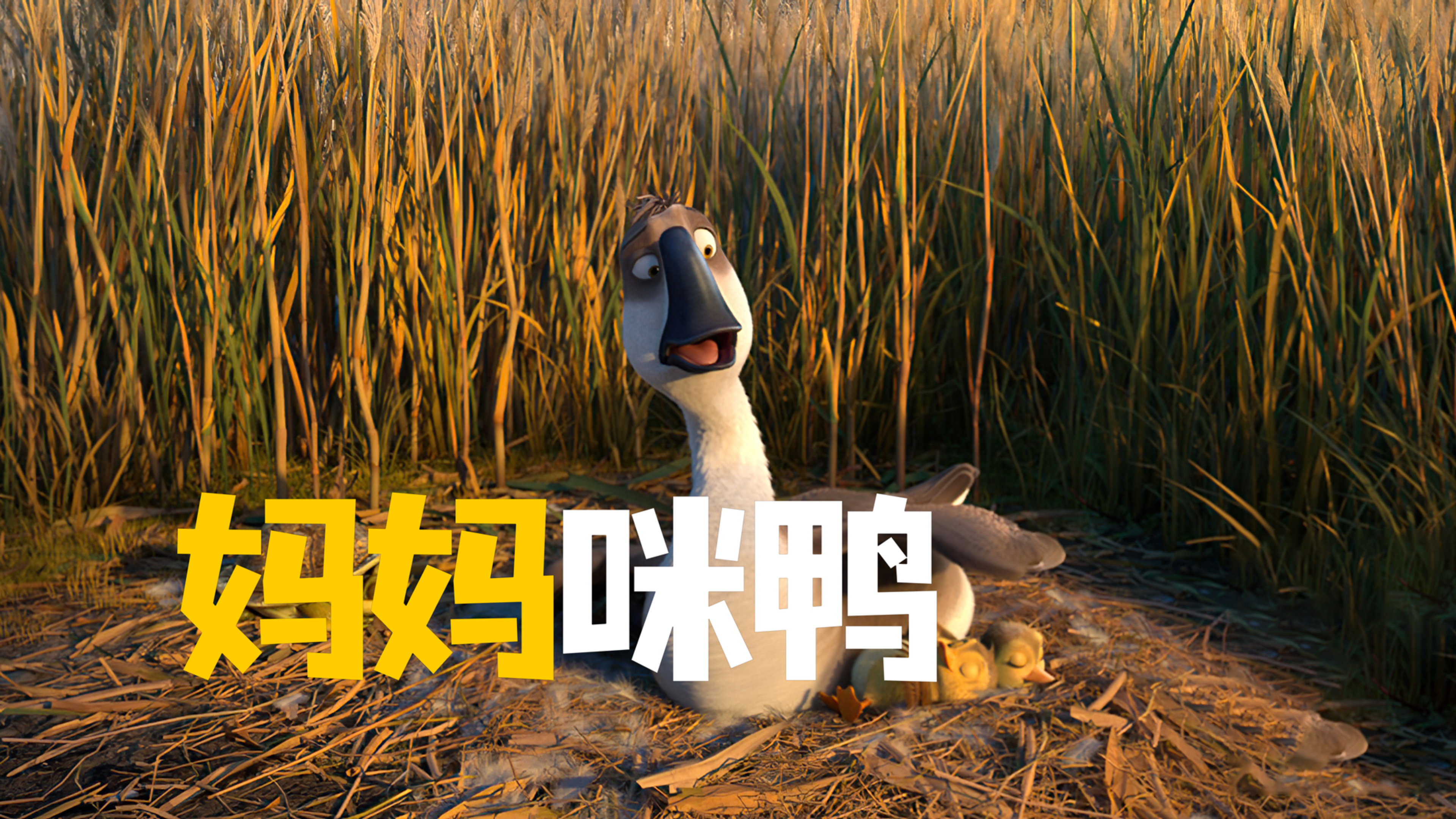 小黄鸭差点成了北京烤鸭 多亏了大雁妈妈及时出现《妈妈咪鸭》