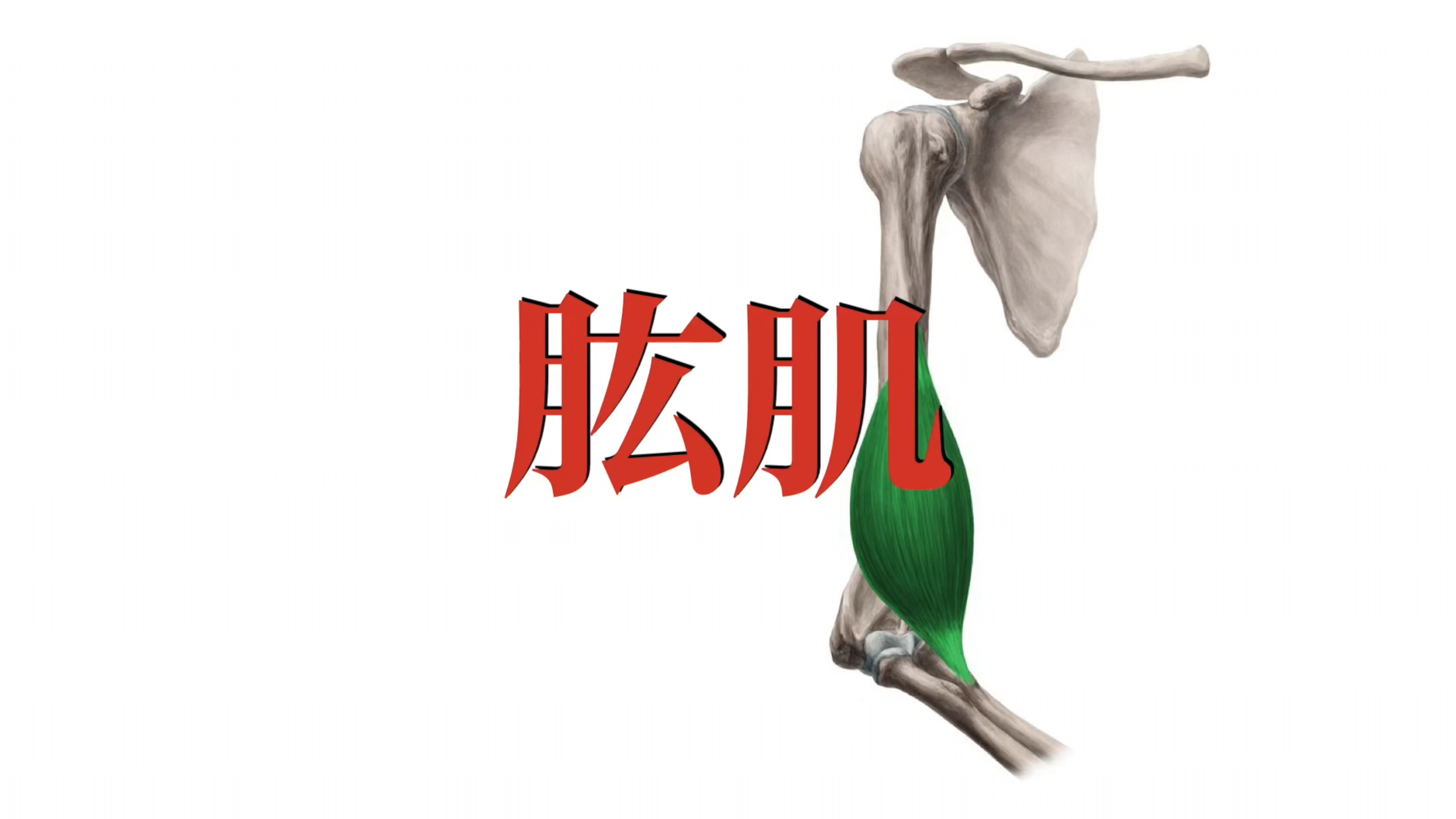 肌肉功能解剖|肱肌
