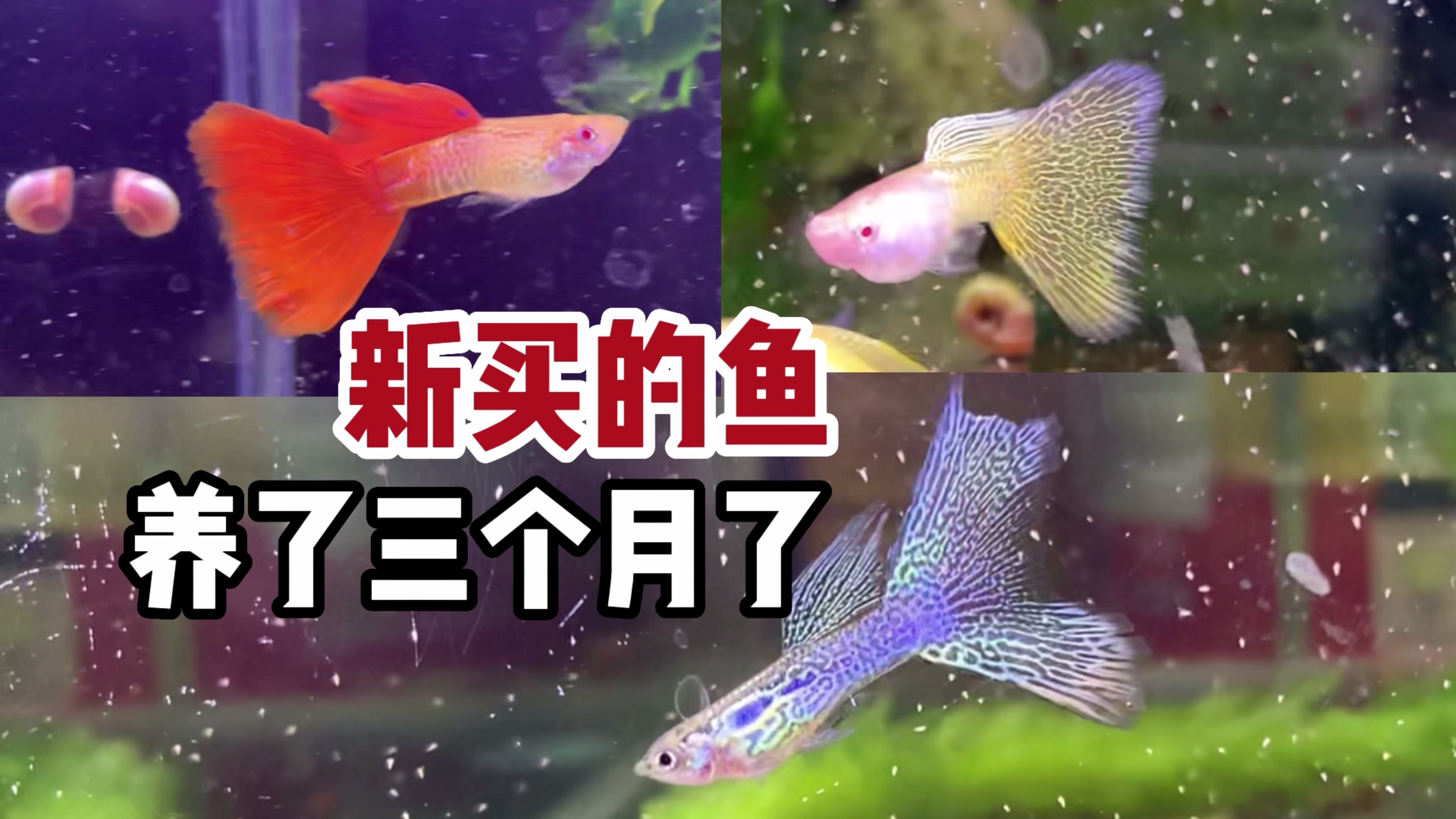 三个月前买的新鱼生了好多了。美杜莎|红蛇王|黄蕾丝|红蕾丝