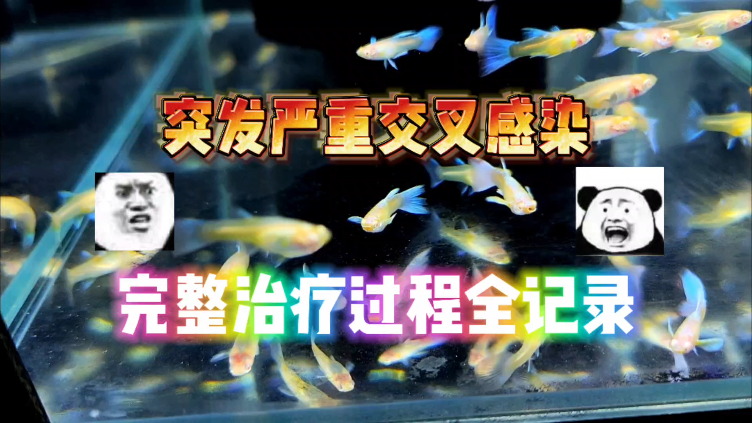 孔雀鱼合缸出现重大纰漏,严重交叉感染!下药治疗康复全纪录!