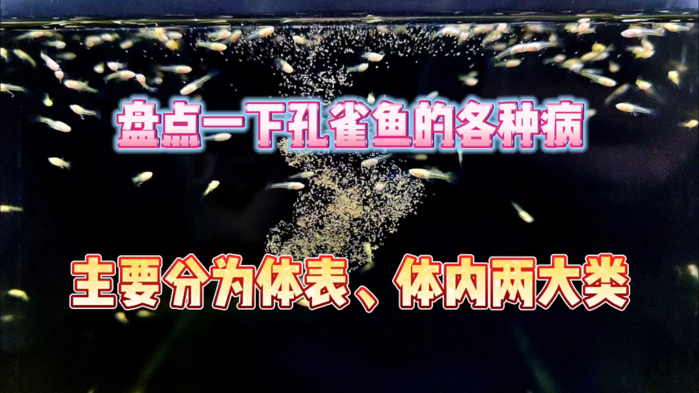 盘点一下孔雀鱼的各种病,主要是分为体表和体内两大类!