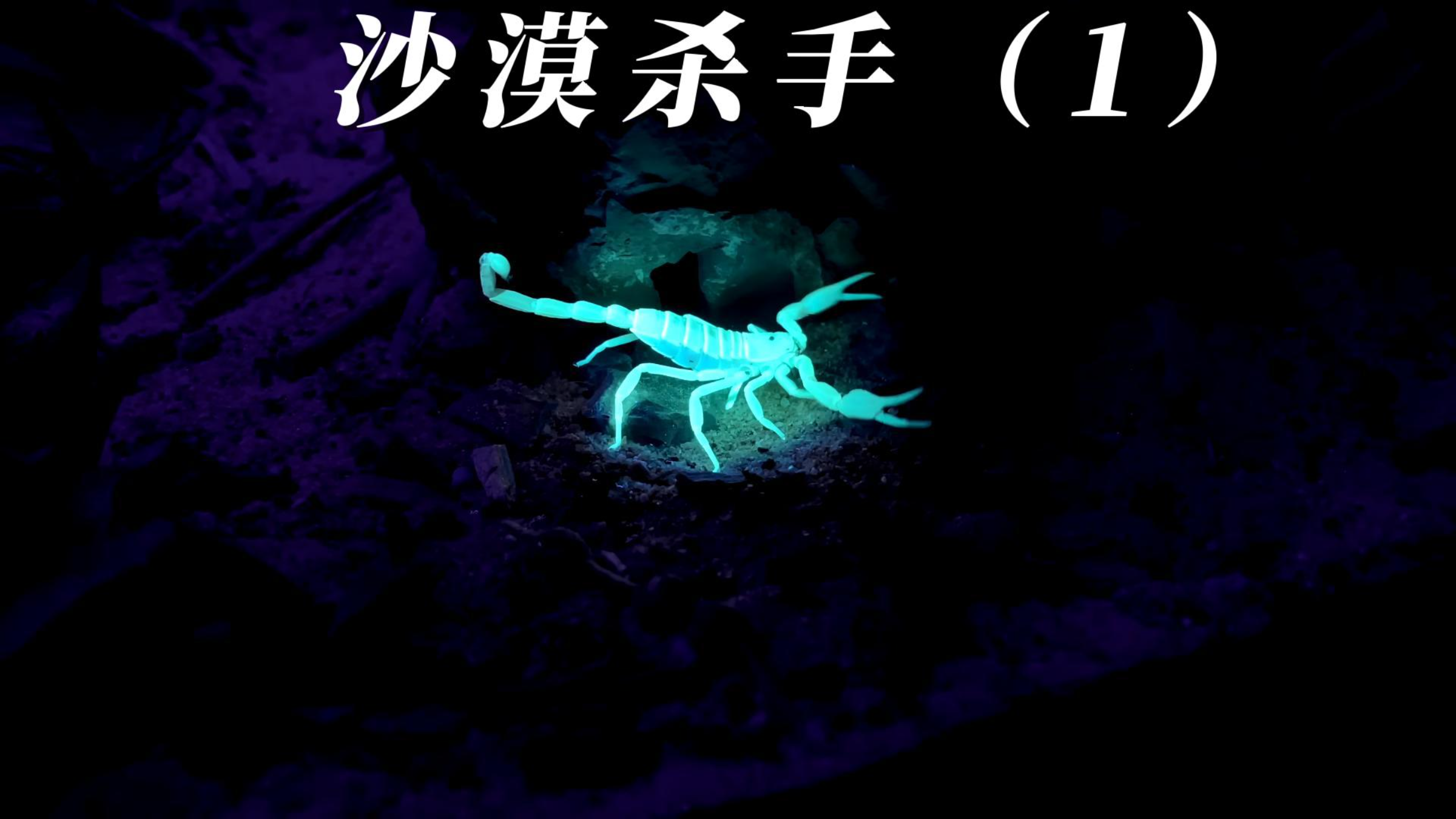 100天在鱼缸建立沙漠生态系统