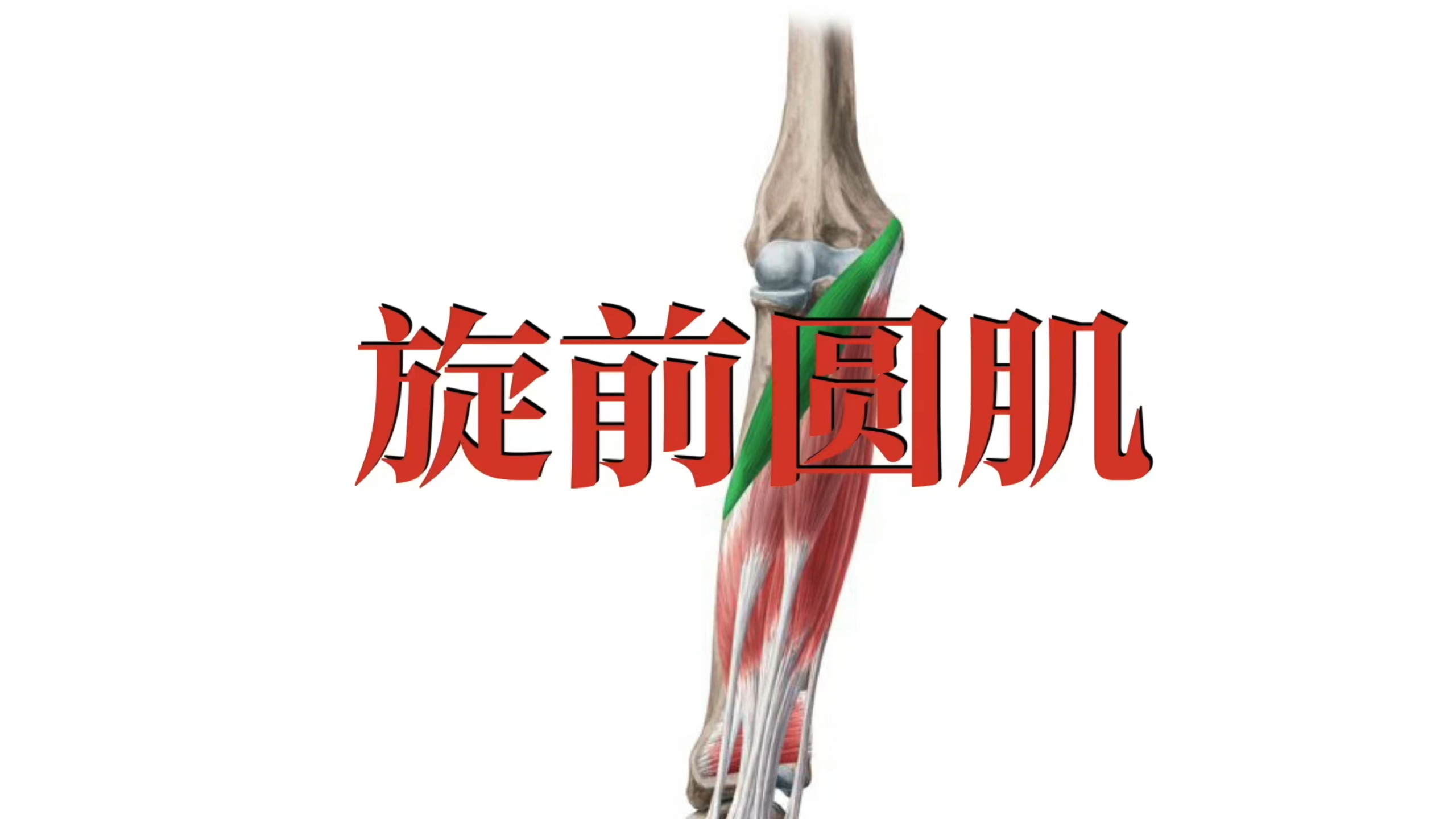 肌肉功能解剖|旋前圆肌