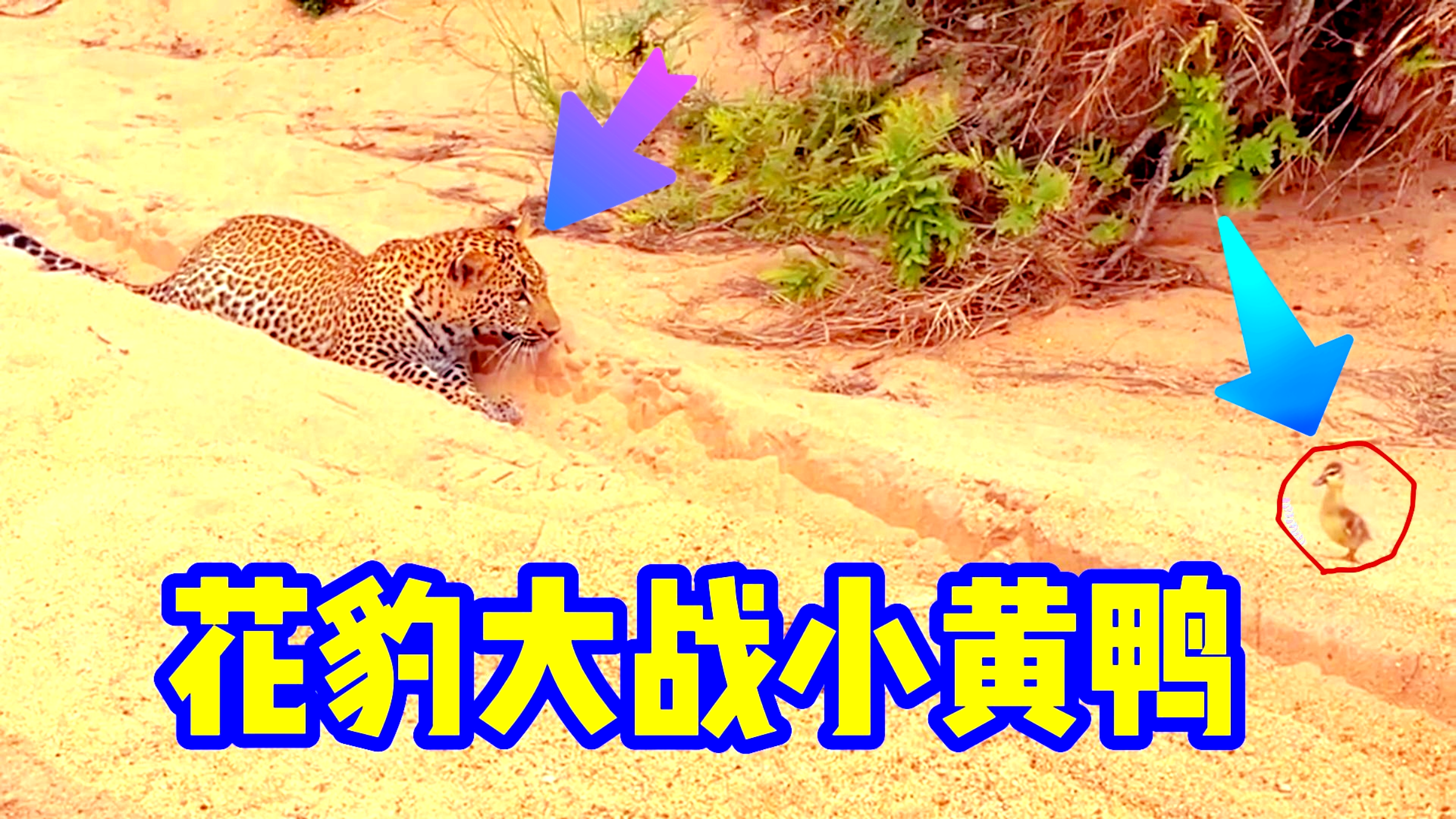花豹大战小黄鸭,看者都说鸭子完了,小黄鸭却上演绝杀大反击!