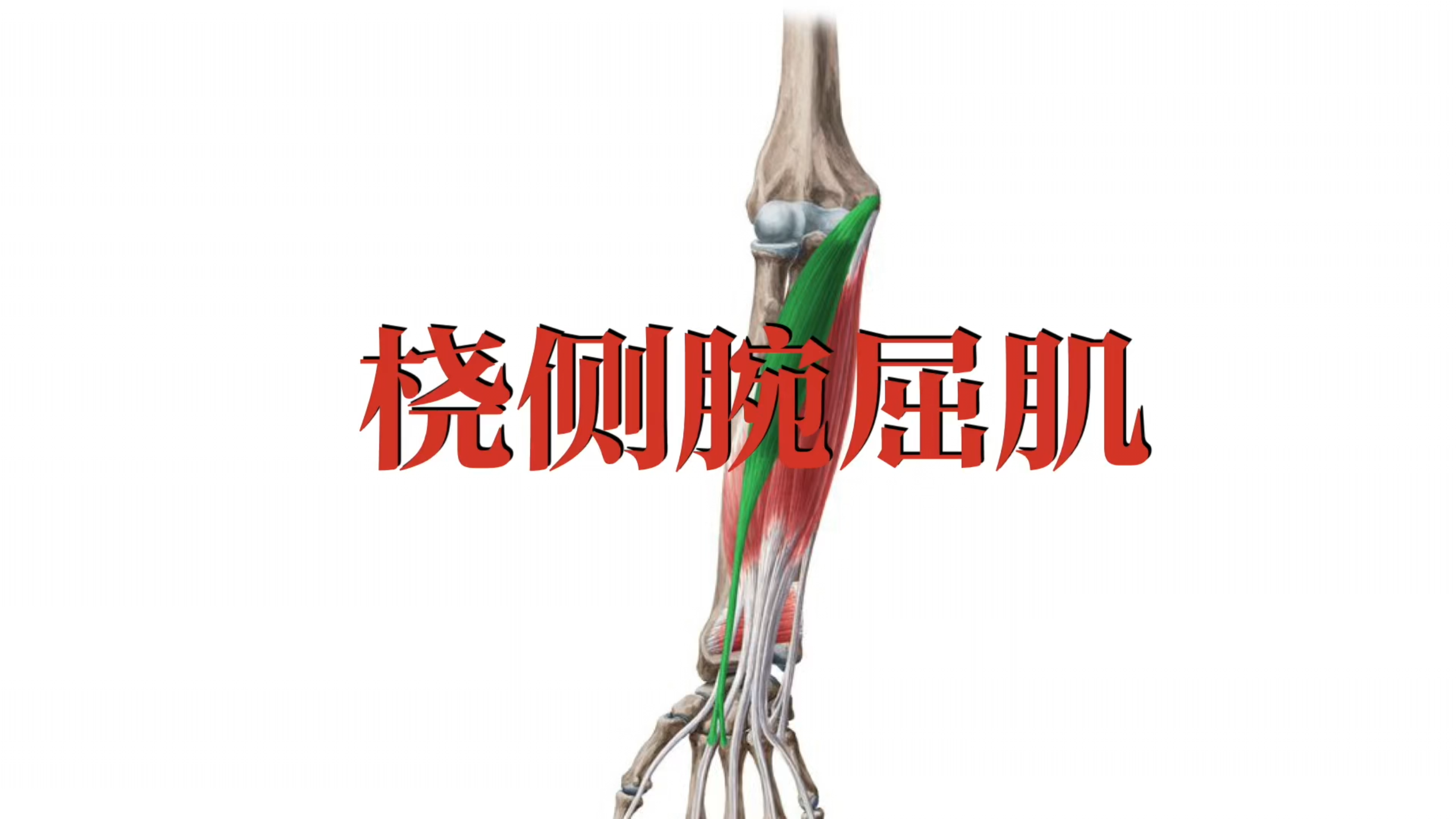 肌肉功能解剖|桡侧腕屈肌