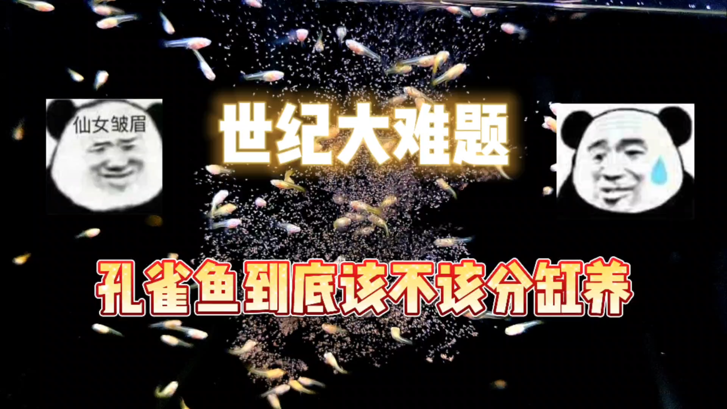 孔雀鱼到底要不要公鱼和母鱼分缸养?为什么这么多人都这样做?