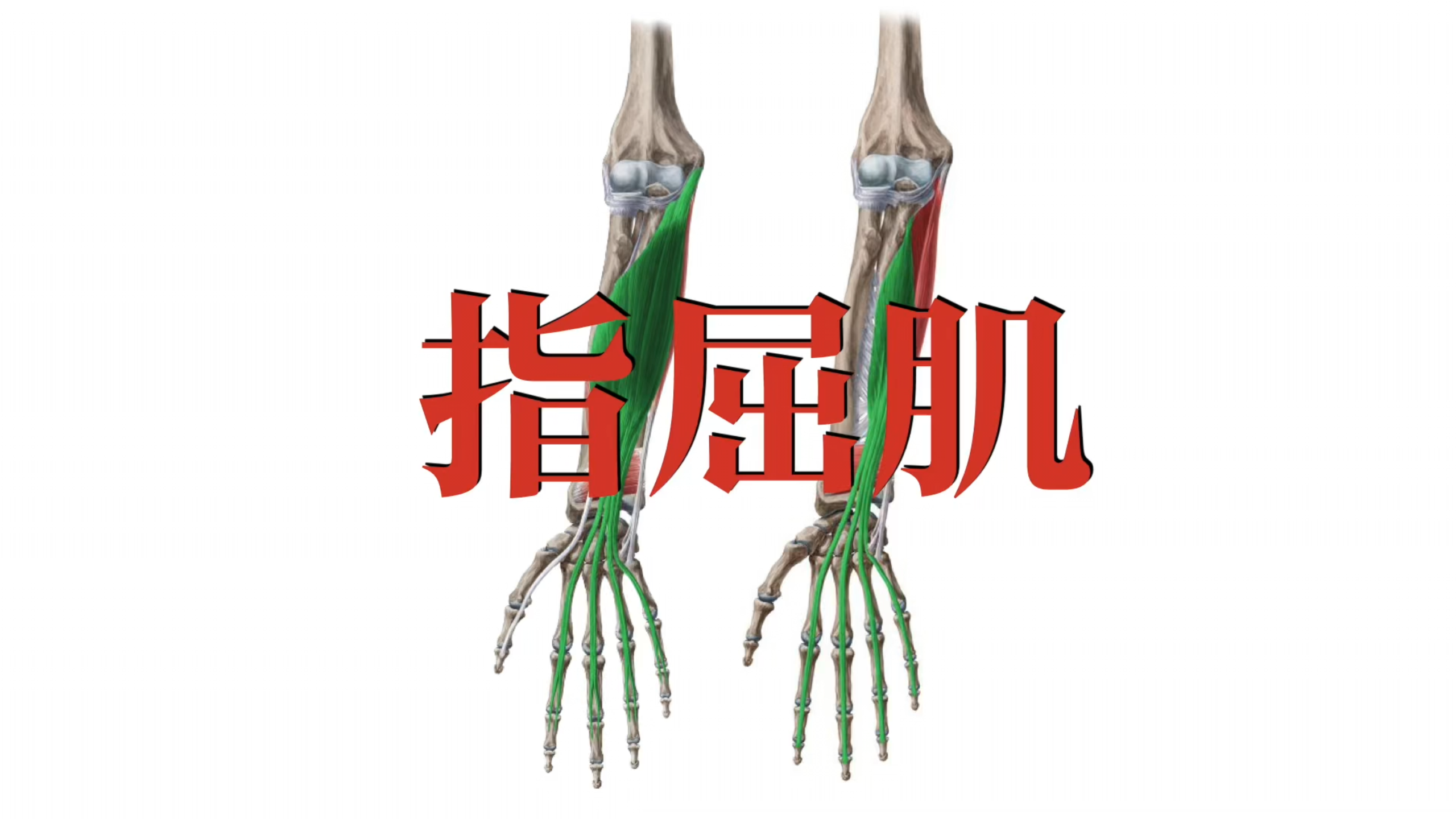 肌肉功能解剖|指屈肌