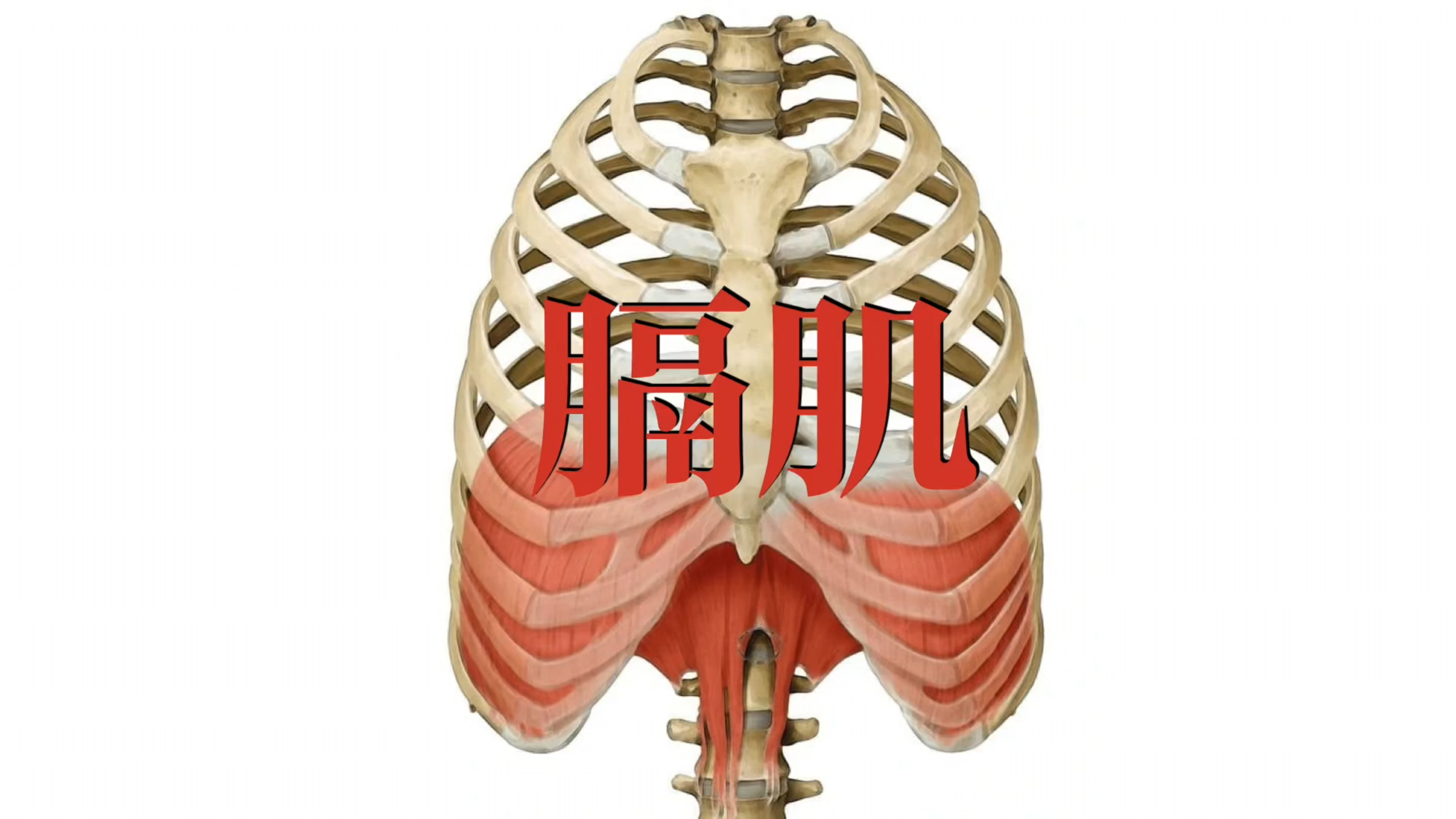 肌肉功能解剖|膈肌