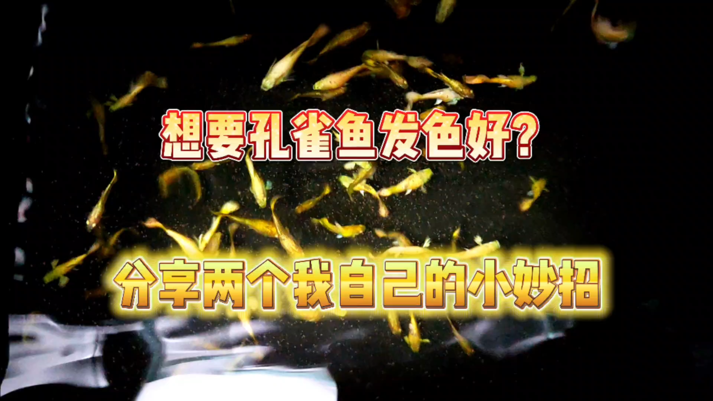 想要家里的孔雀鱼发色好?分享两个我的小妙招!