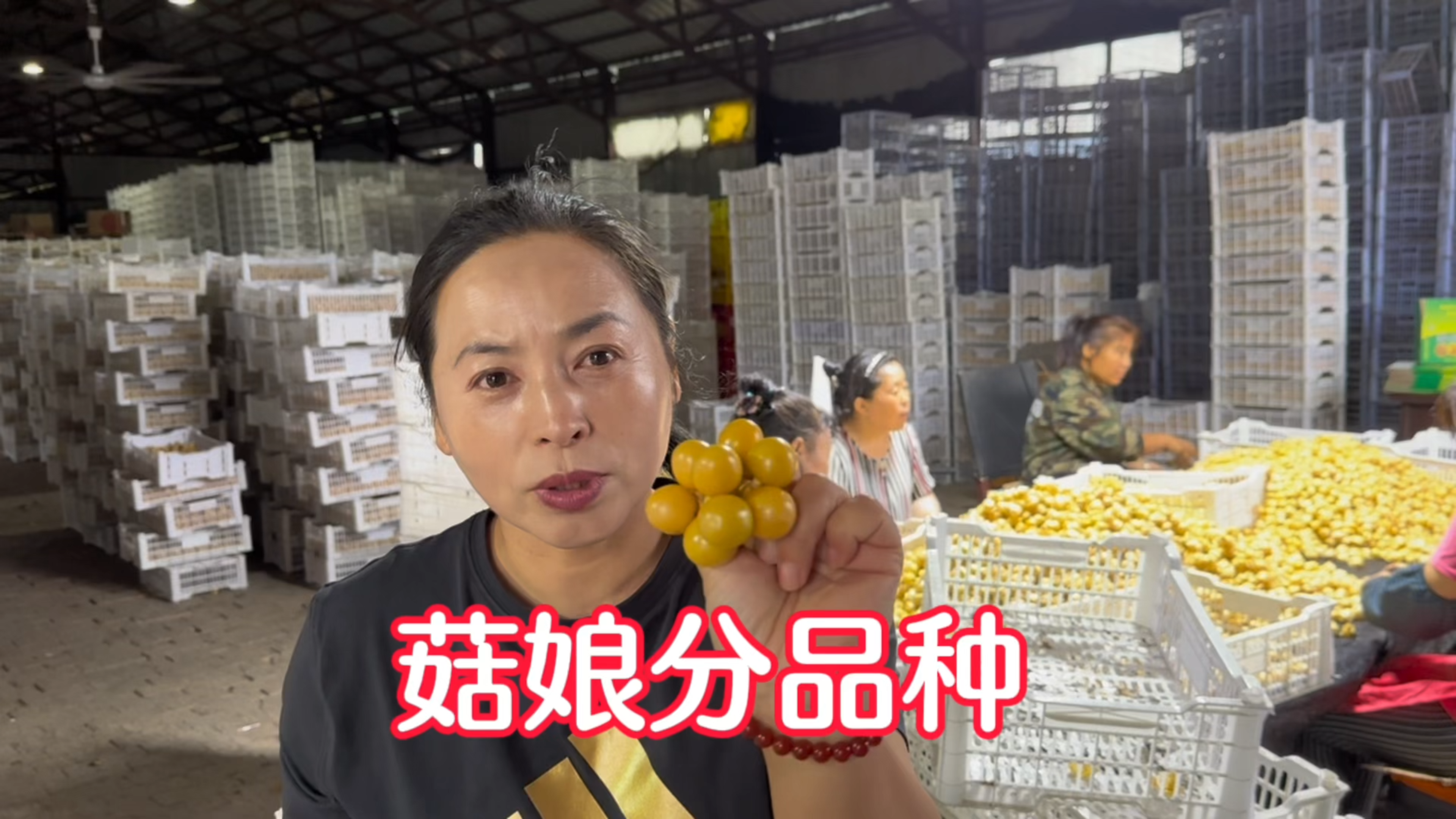 菇娘果不好吃?这也是分品种的,来自菇娘之乡的菇娘果,味道香甜