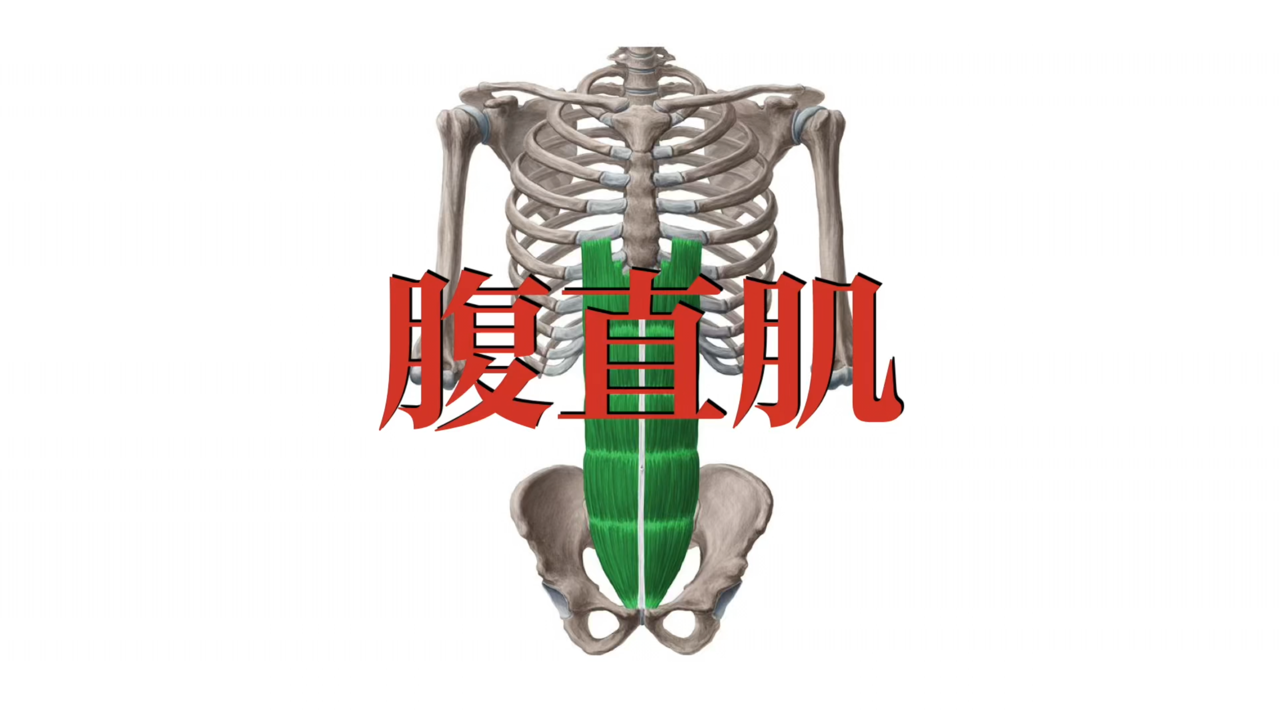 肌肉功能解剖|腹直肌