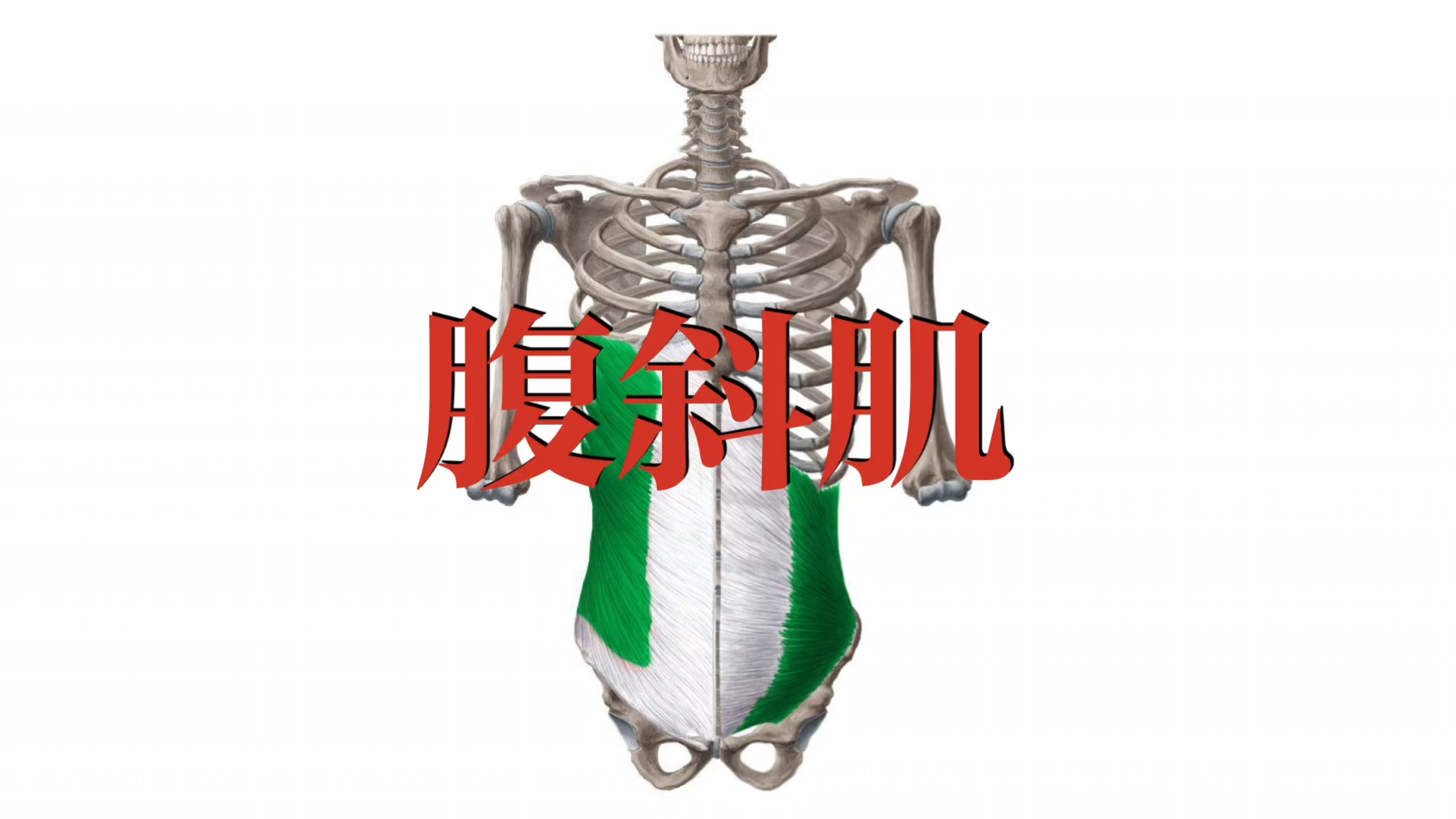 肌肉功能解剖|腹斜肌