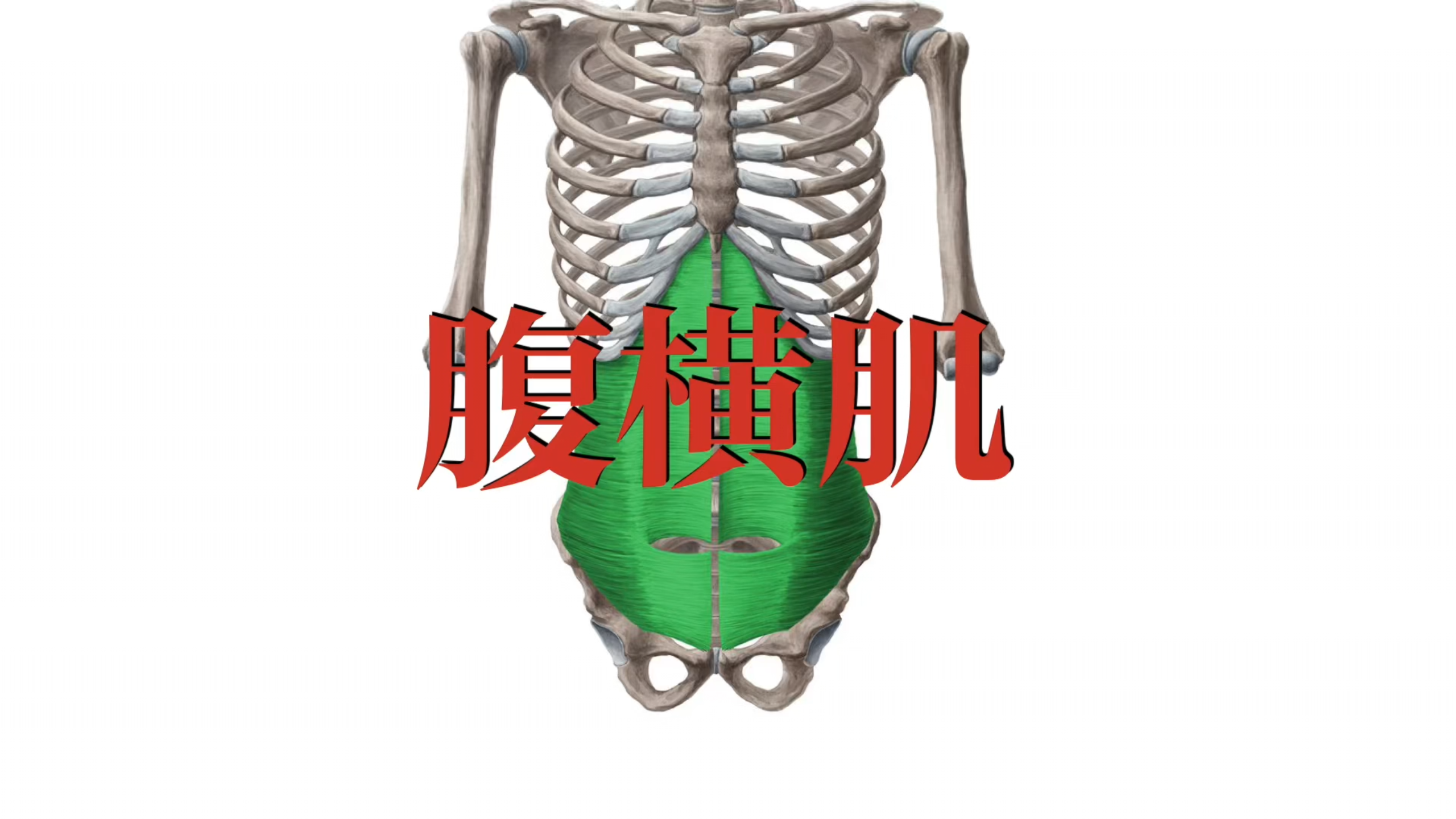 肌肉功能解剖|腹横肌