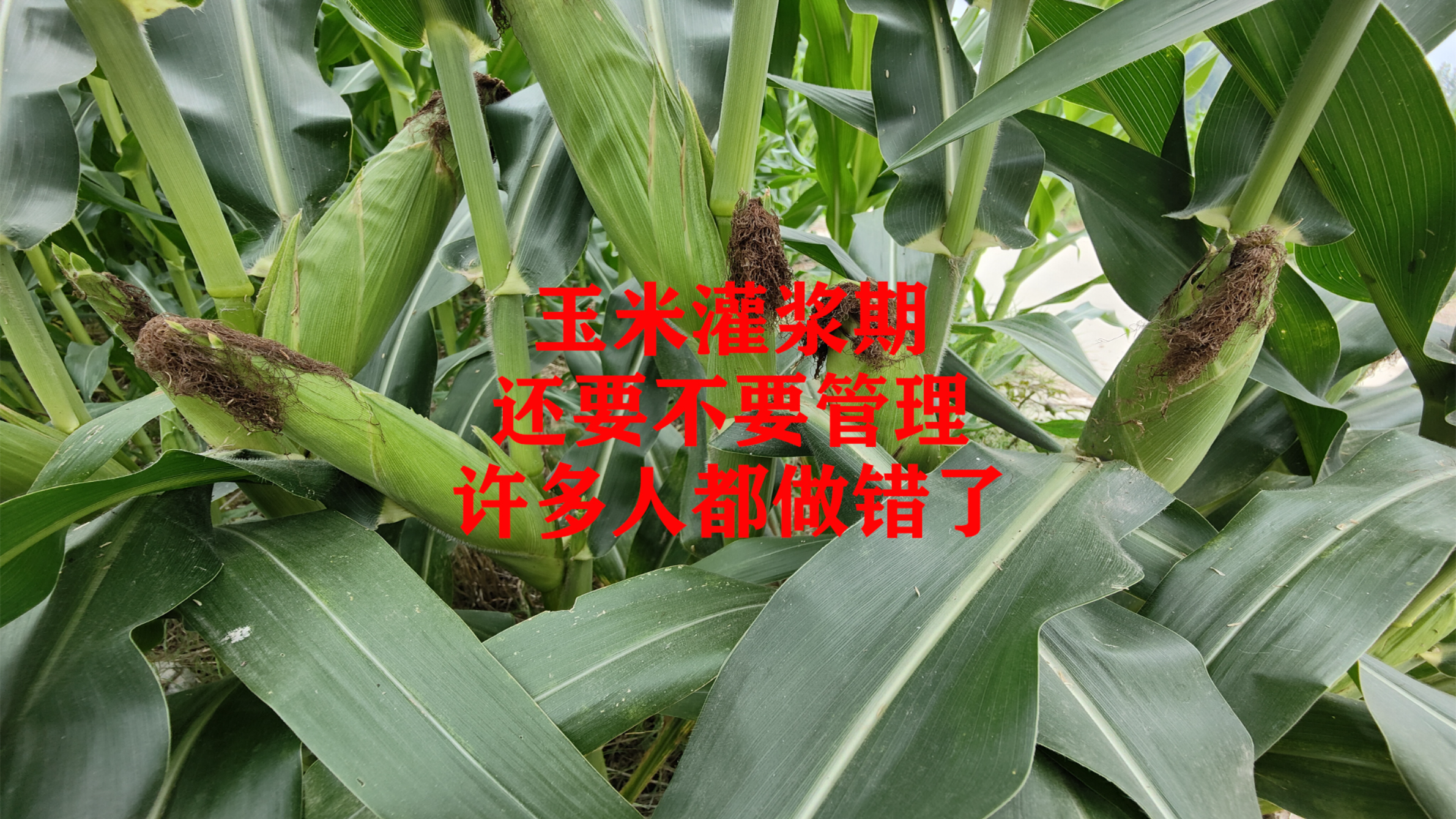 玉米灌浆期,还要不要管理,许多人都做错啦