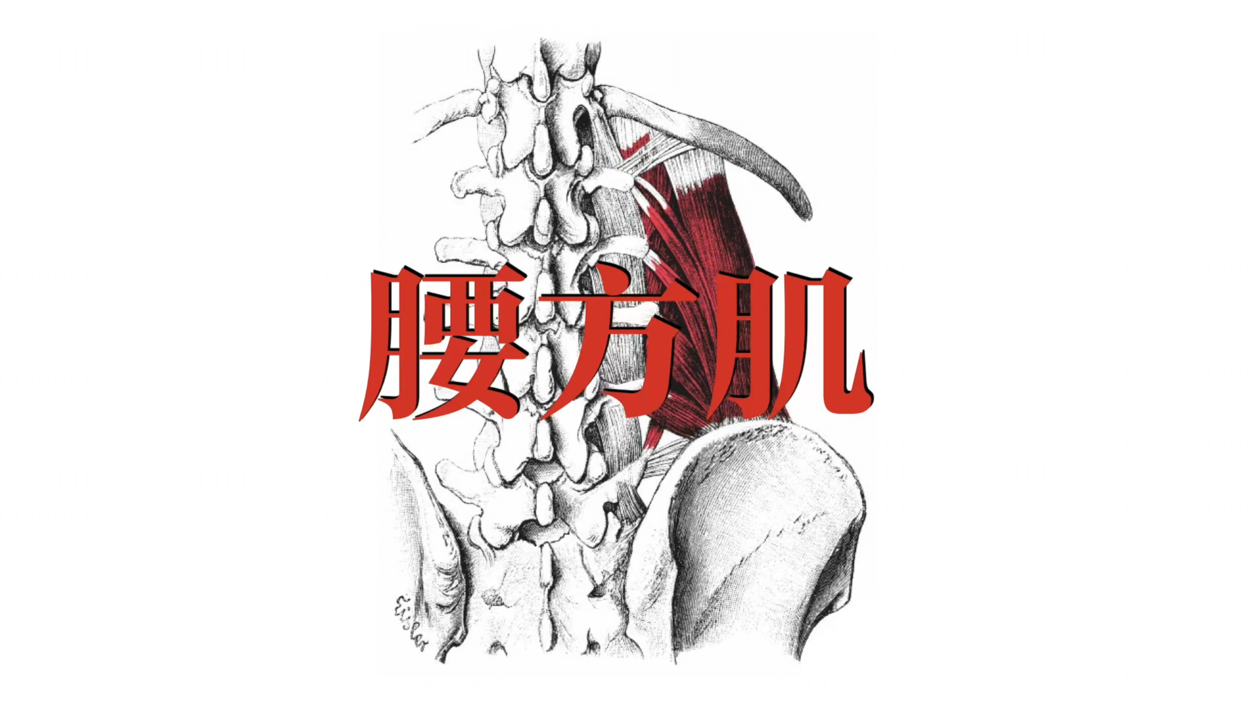 肌肉功能解剖|腰方肌