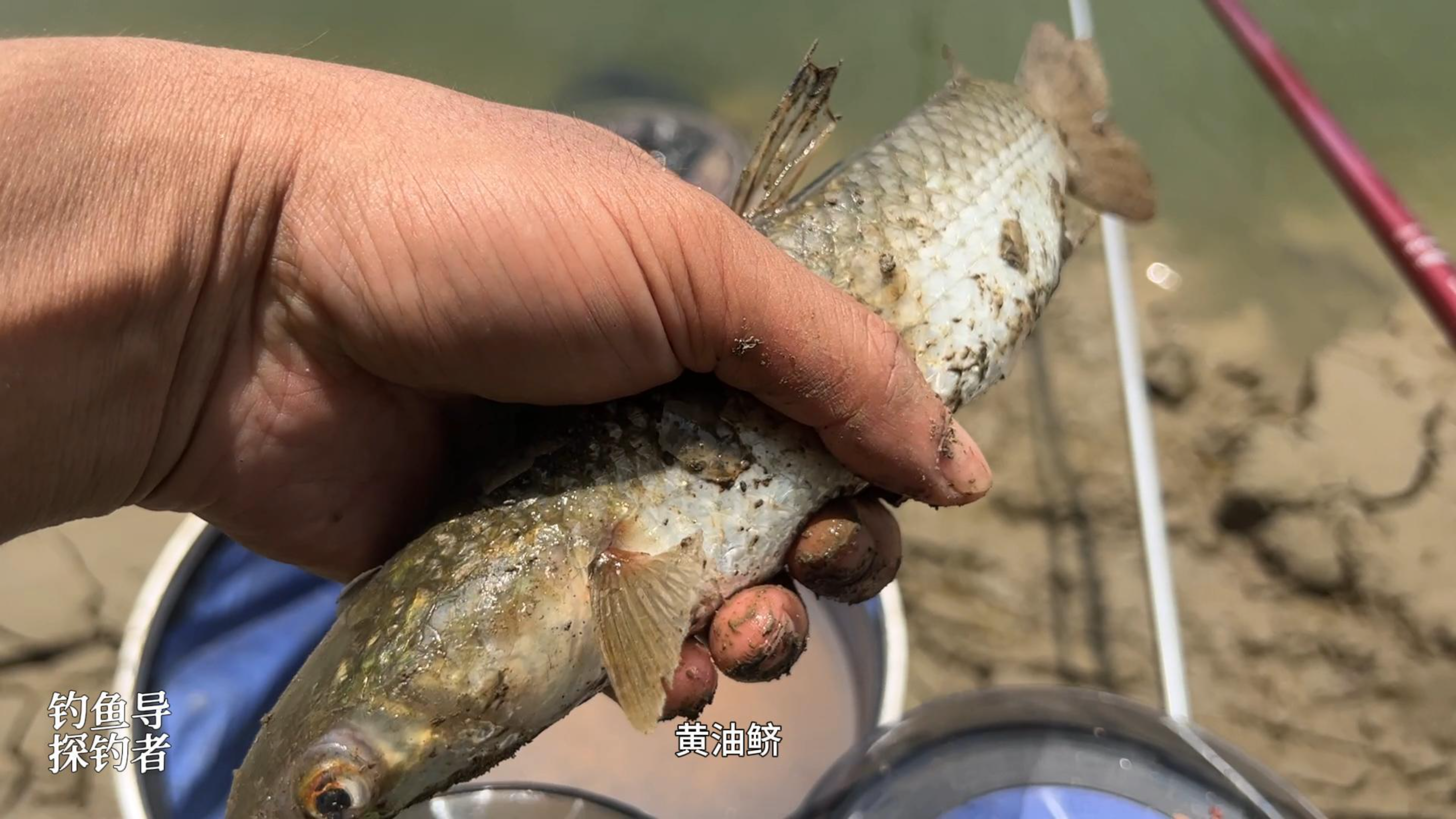 狂拉黄油鲚的钓点分享来了~~