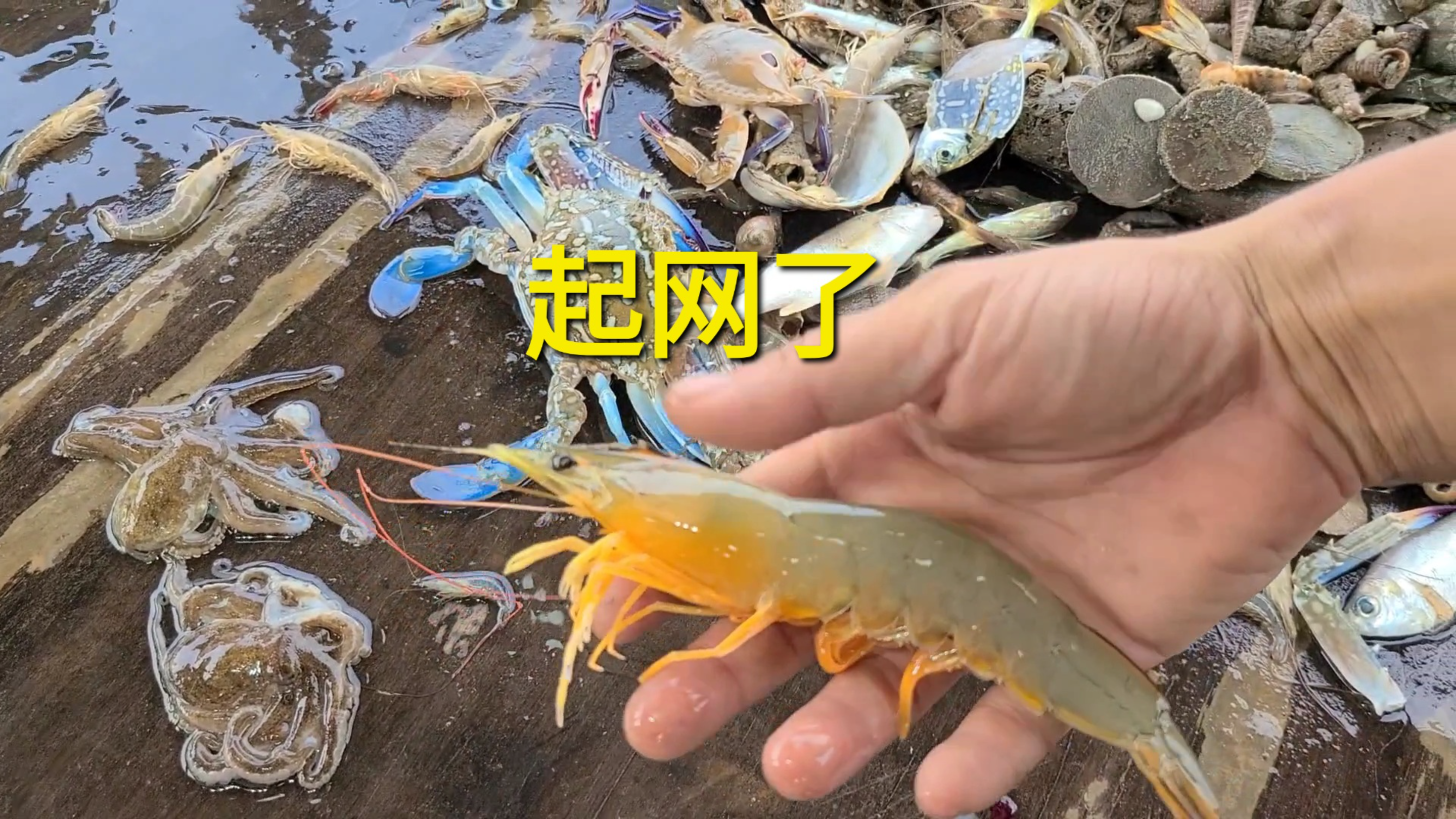 郑小姐包船出海捕鱼,收获到大虾,还把螃蟹放了,现场太爽了