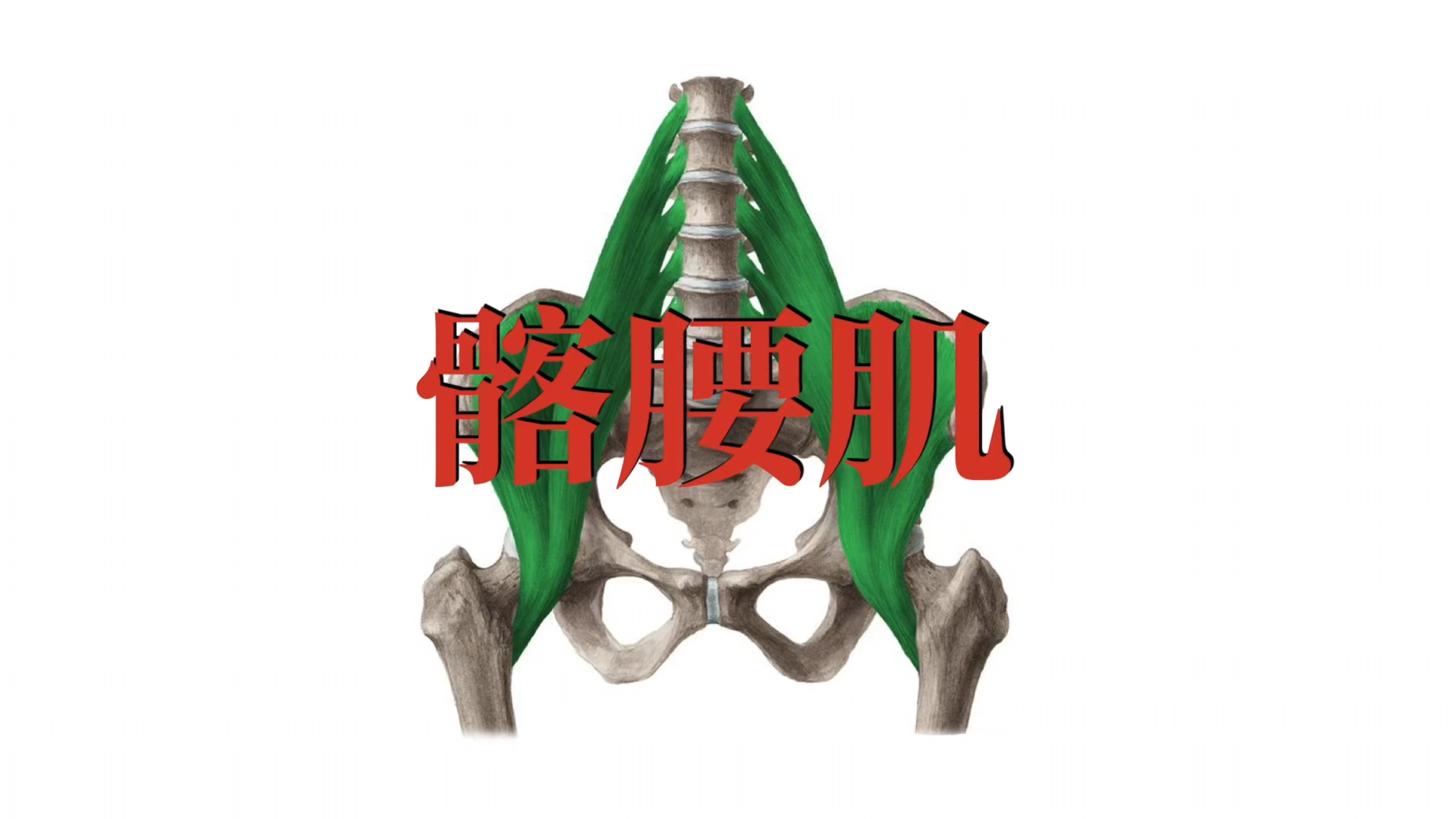 肌肉功能解剖|髂腰肌