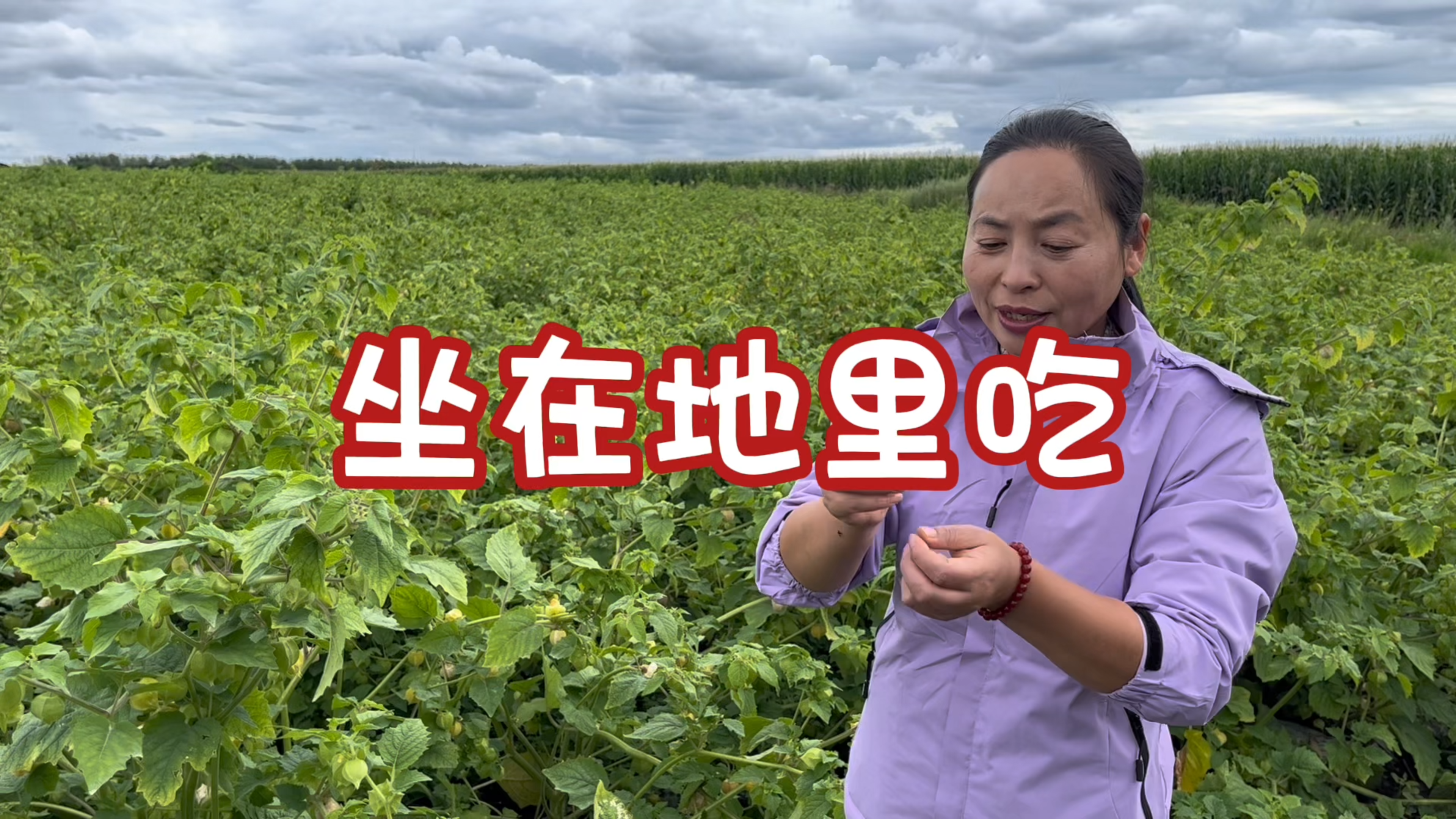 翠花到菇娘果产地，带大家看看菇娘果在田地里长什么样