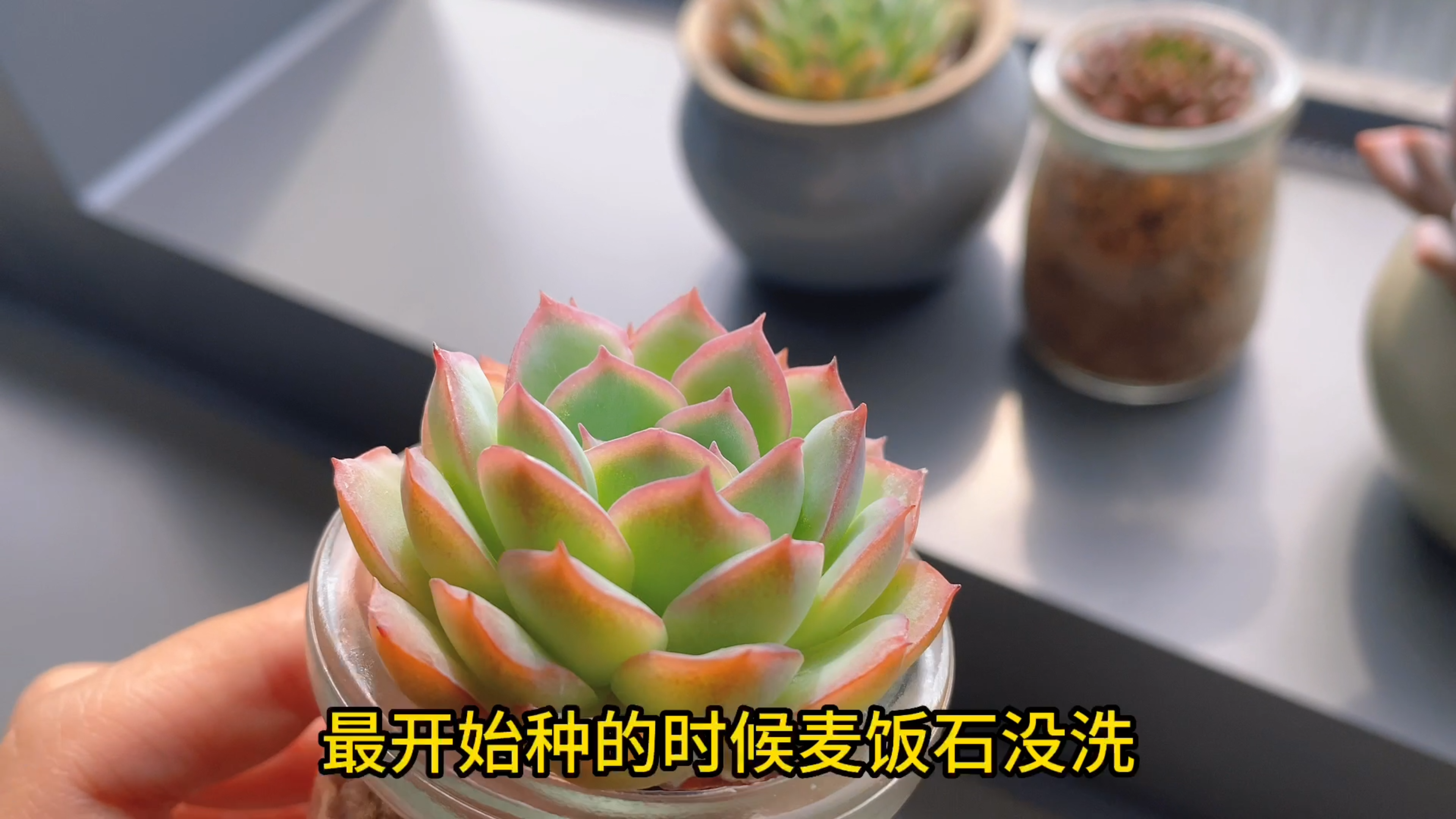 你们敢把多肉养在公司吗?皮皮养在公司阳台的几盆小多肉