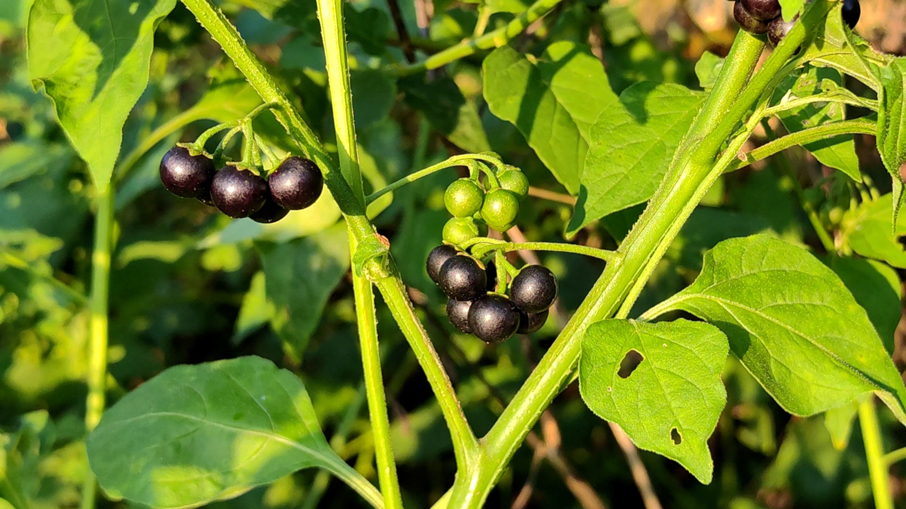 这种叶子像辣椒的植物有一个文艺的名字——龙葵,是一种美味野菜