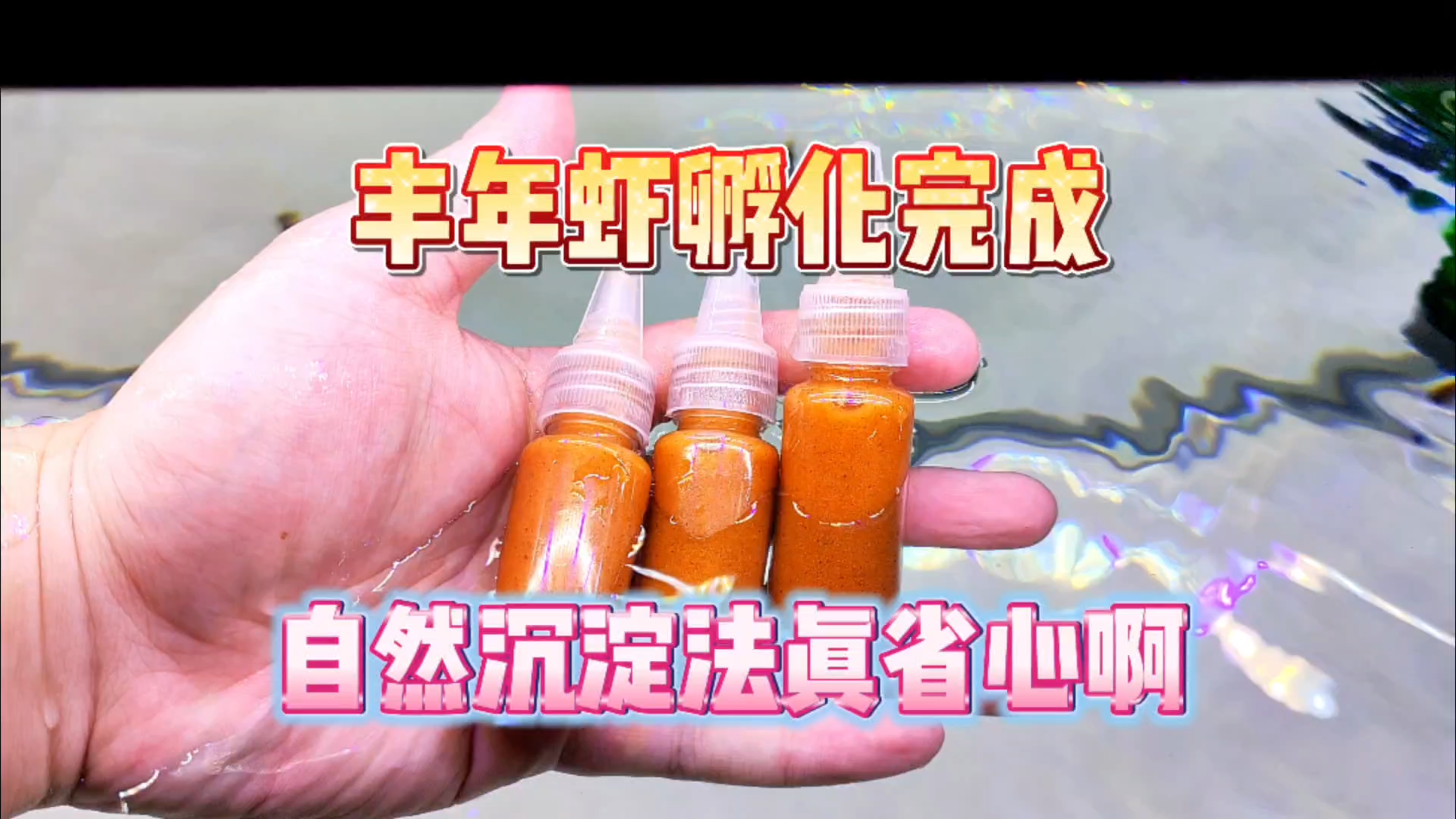 家里孵化的丰年虾收集成功!不得不说,自然沉淀法真的很省心!