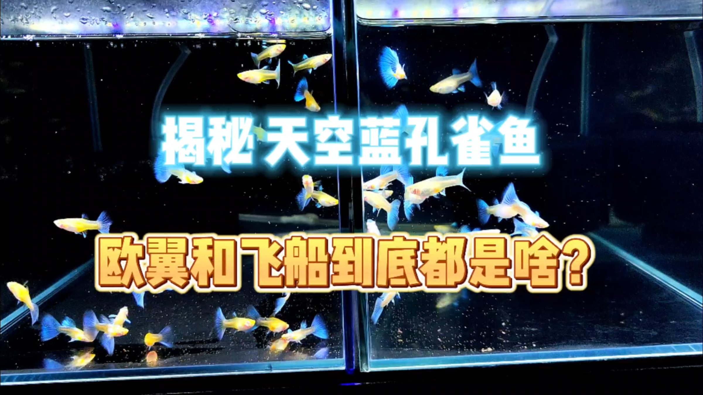 解密一下天空蓝孔雀鱼中的欧翼和飞船到底都是啥?