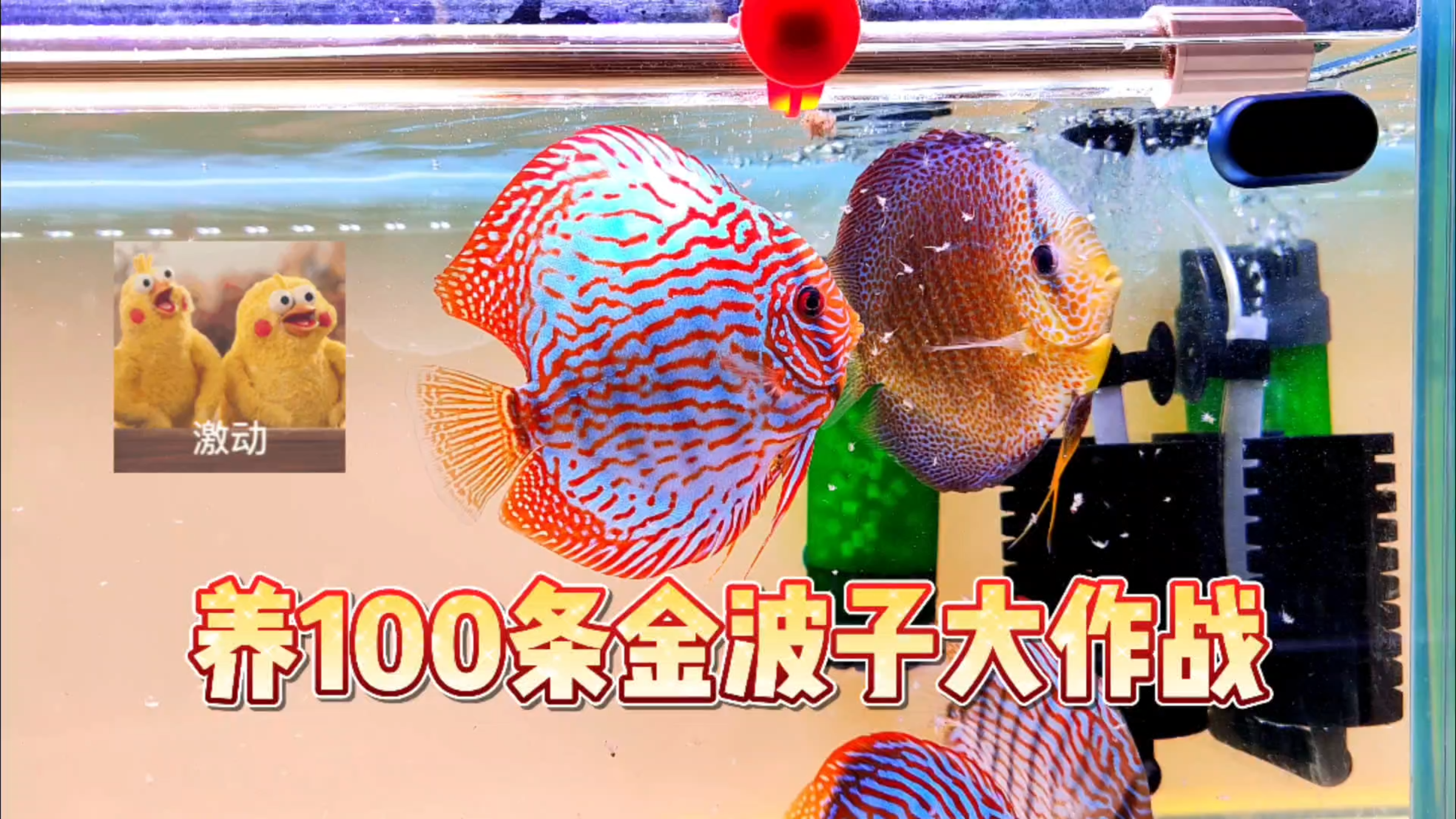 受到质疑,家里养100条金波子真的不切实际吗?欢迎一起讨论
