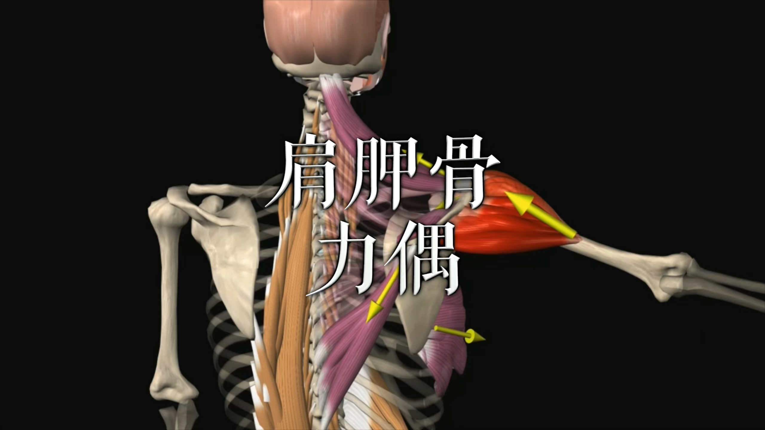 肌肉动作解剖|肩胛骨力偶