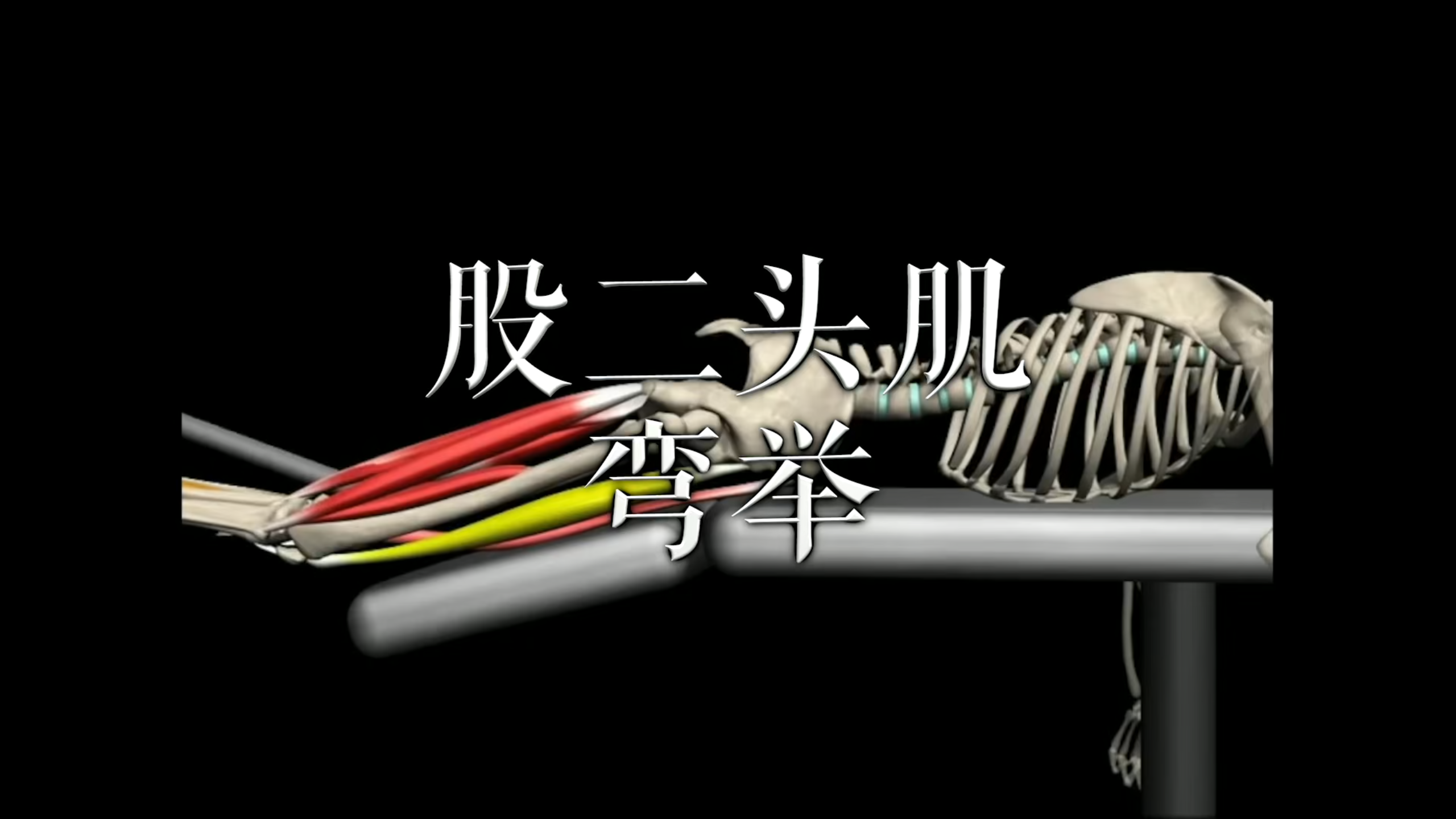 肌肉动作解剖|股二头肌弯举