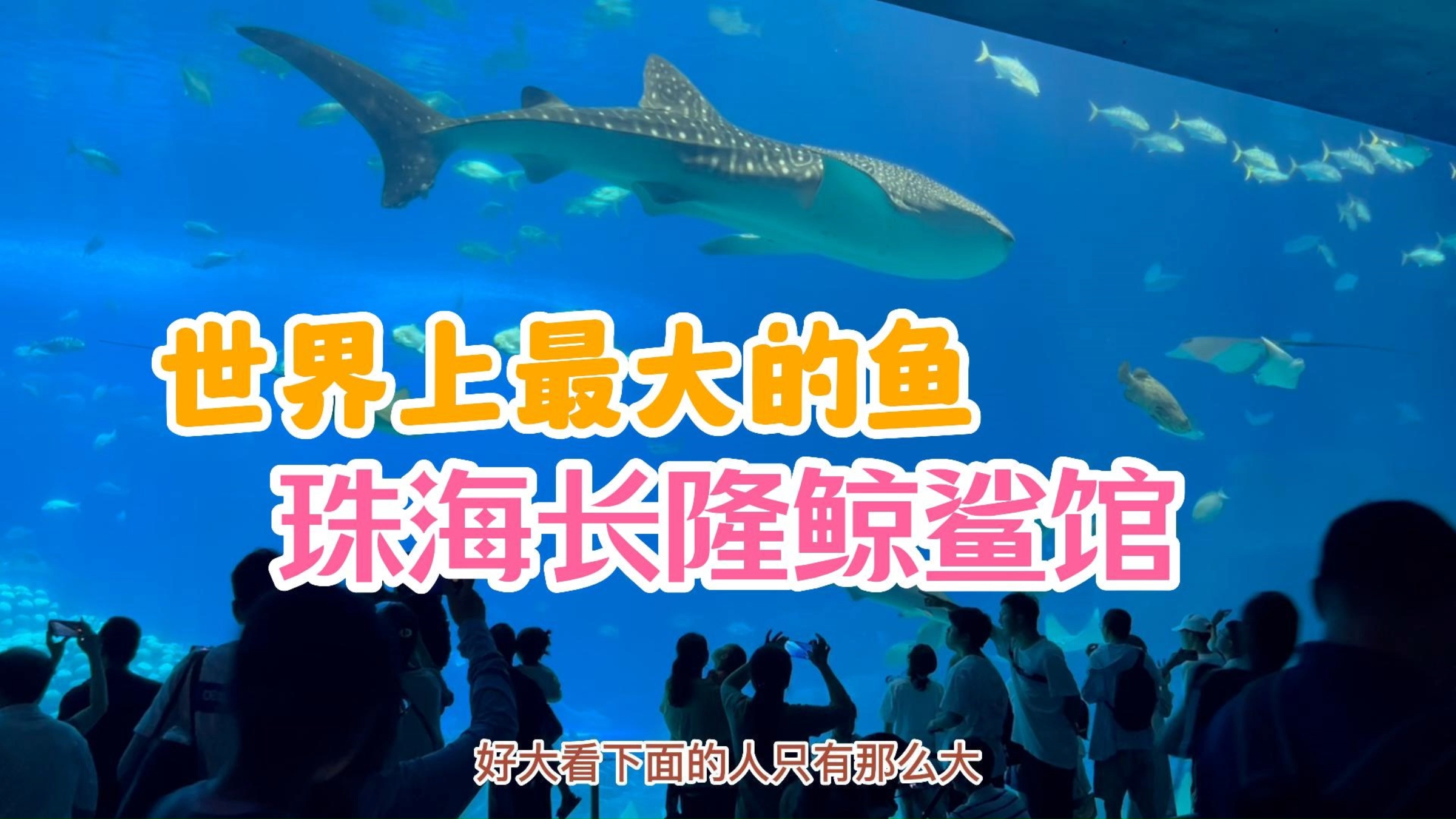 巨型鲸鲨头顶游过!5项世界纪录珠海长隆鲸鲨馆!全球最大水族箱
