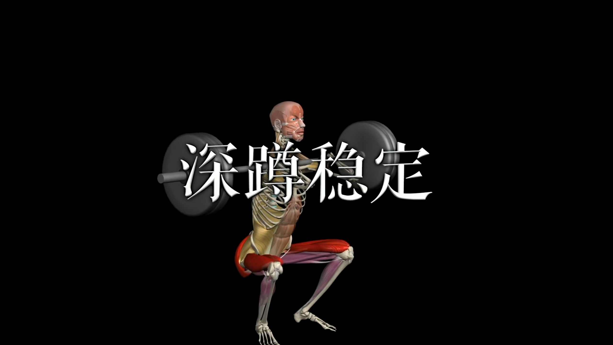 肌肉动作解剖|深蹲稳定
