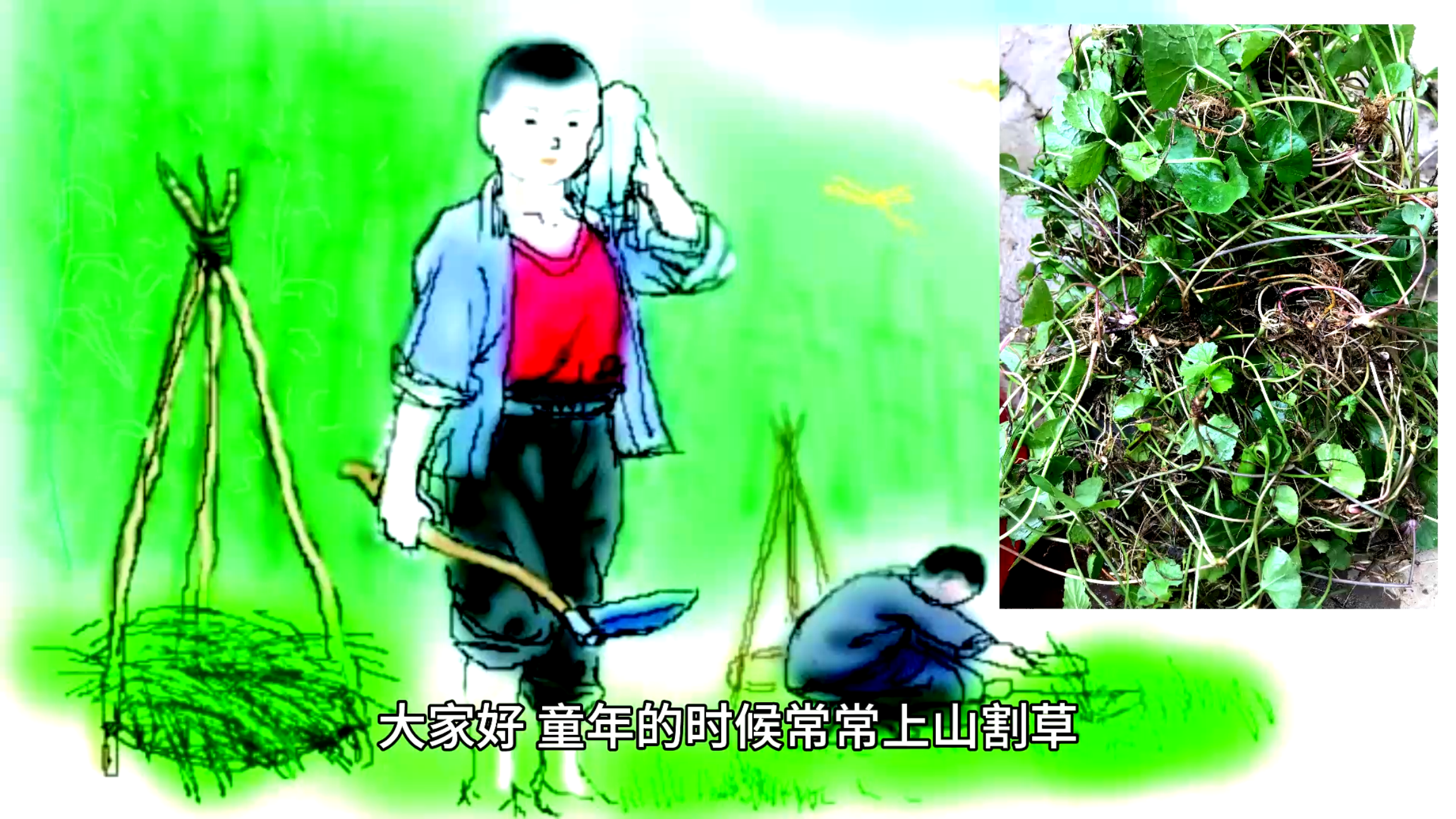 夏日一杯茶:碗碗草、积雪草