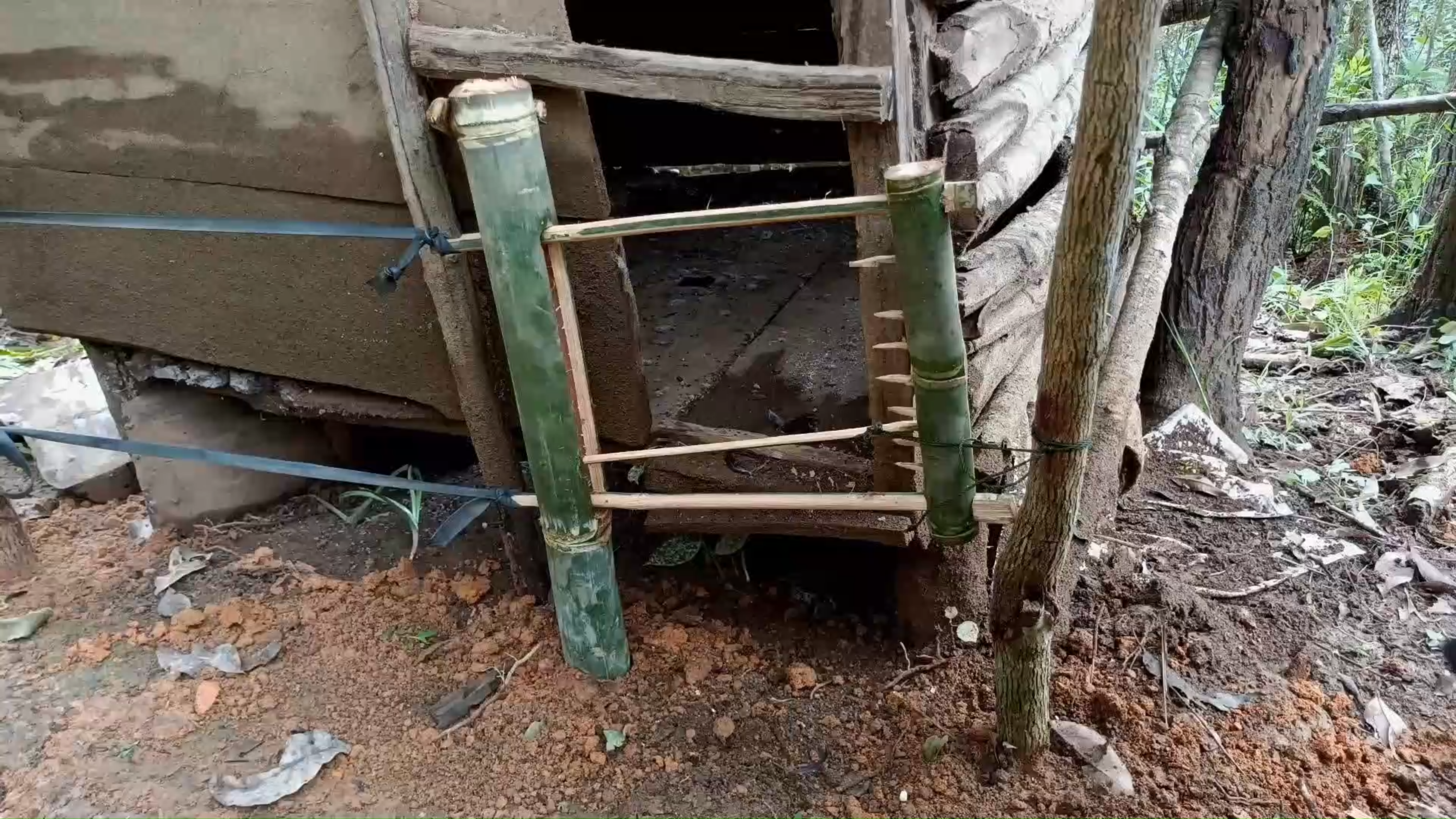 偷鸡贼半夜偷吃老母鸡,老哥巧制神器捕捉。