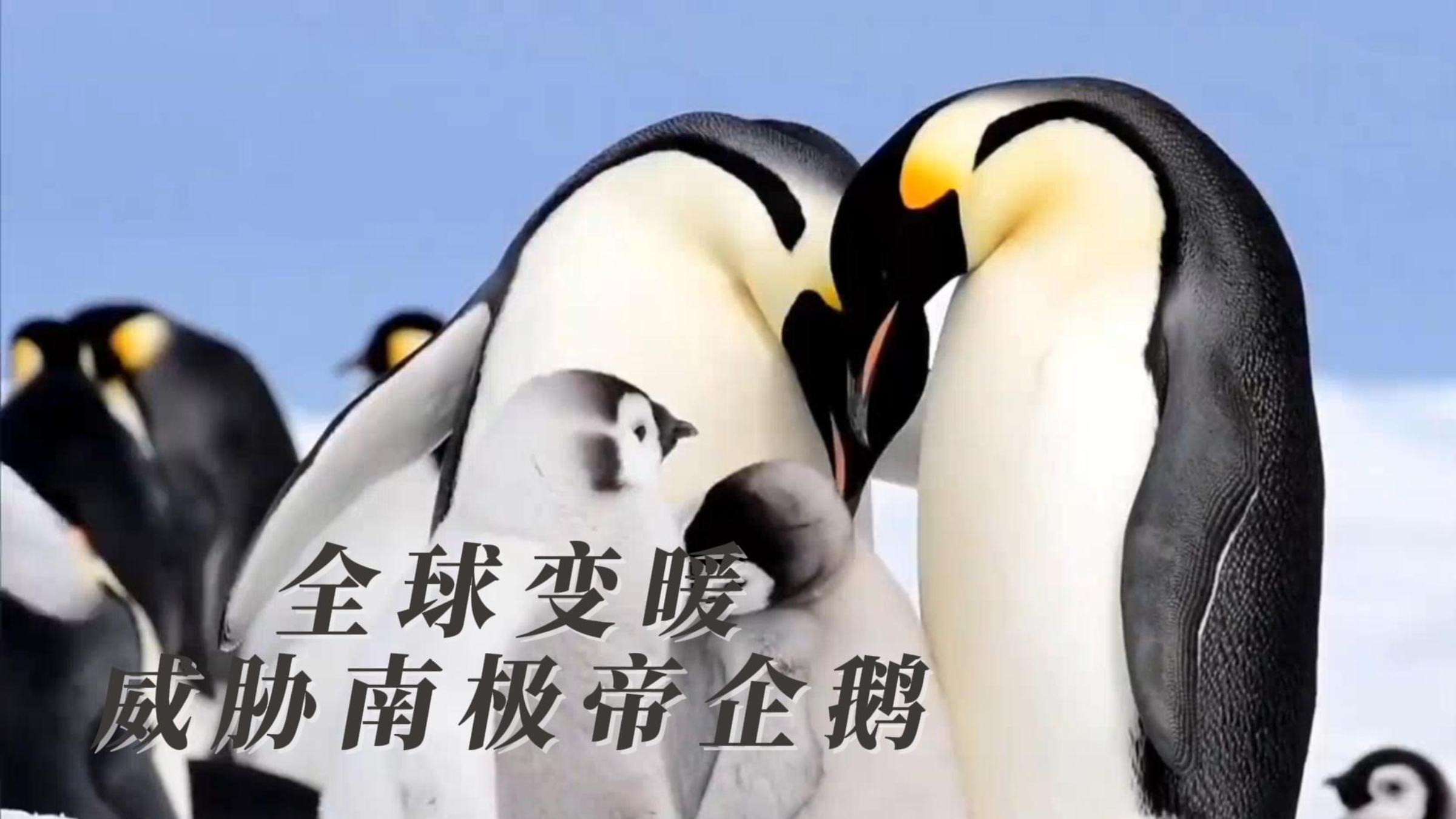 全球变暖威胁南极帝企鹅